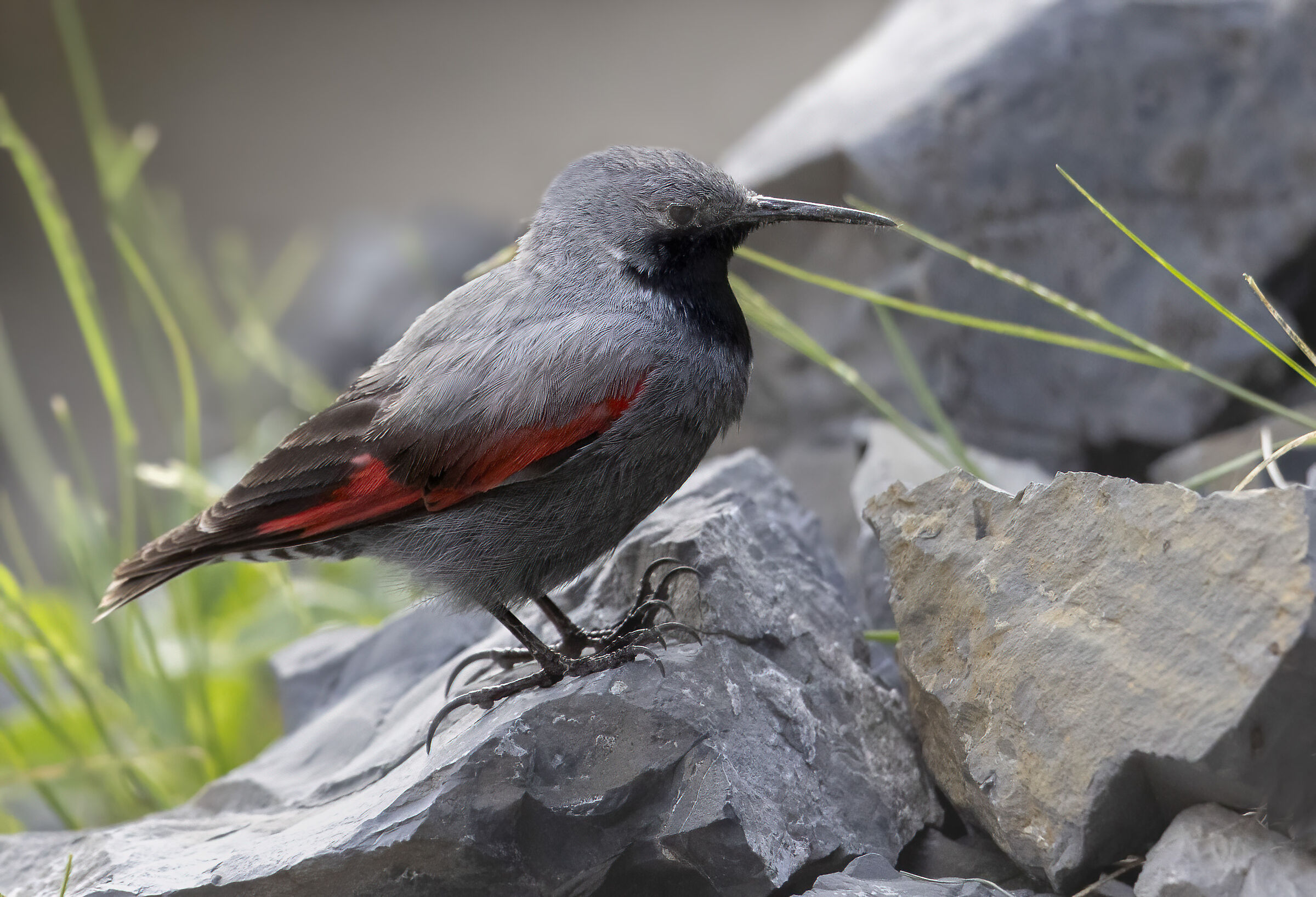 Magic of nature, wallcreeper in livery...