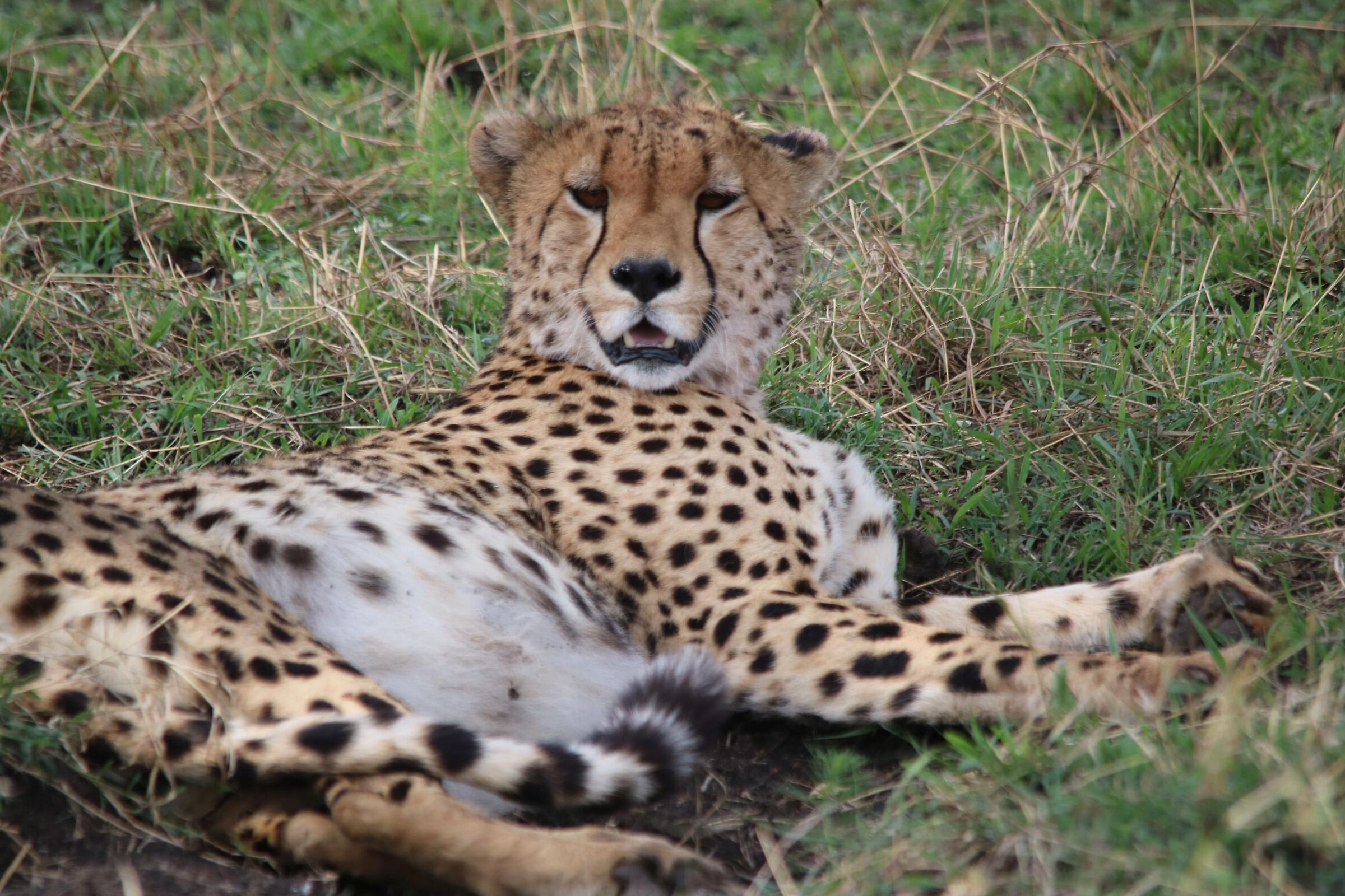 Masai Mara - Cheetah...