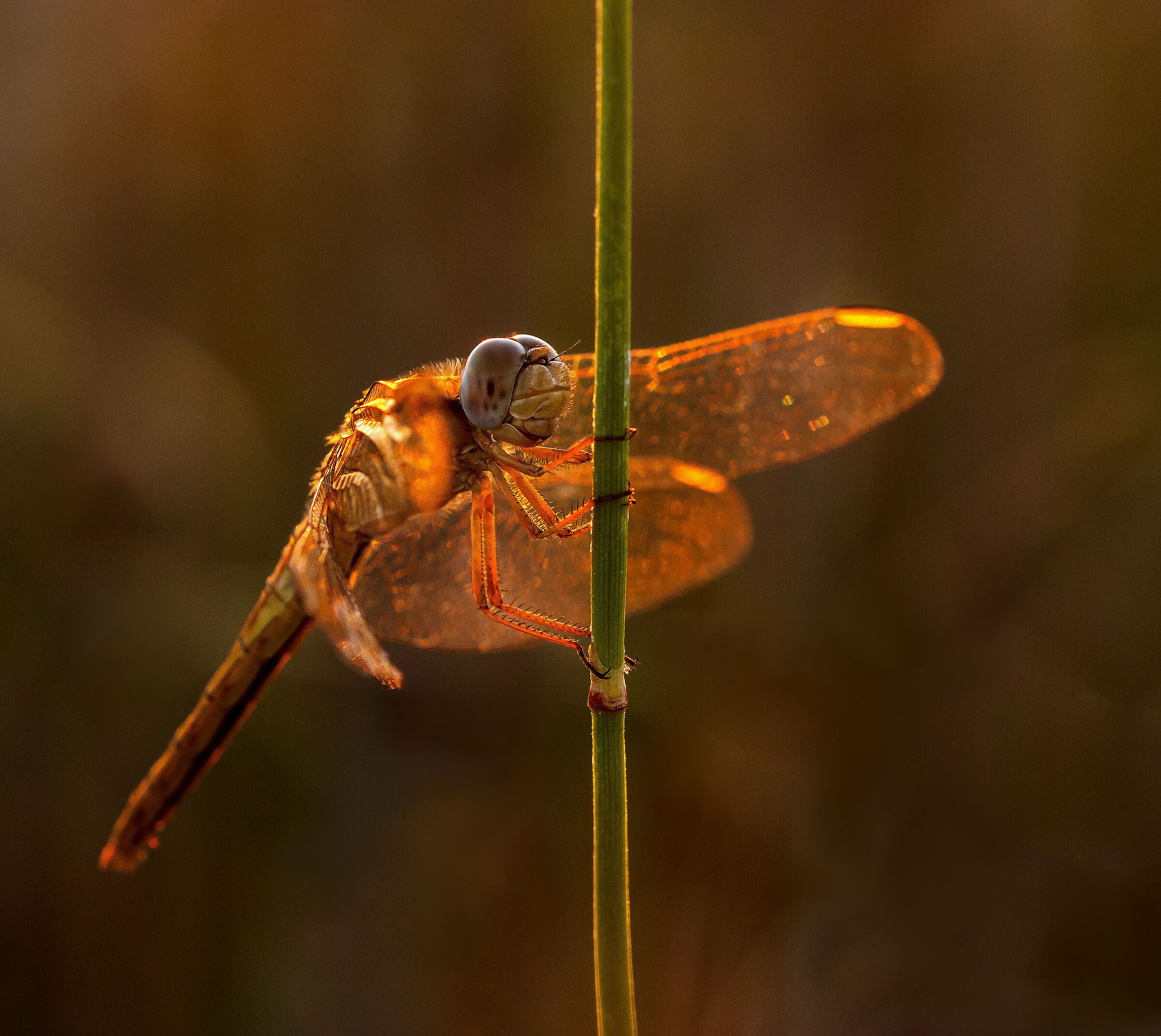 Dragonfly bathed in the golden lights of dawn...