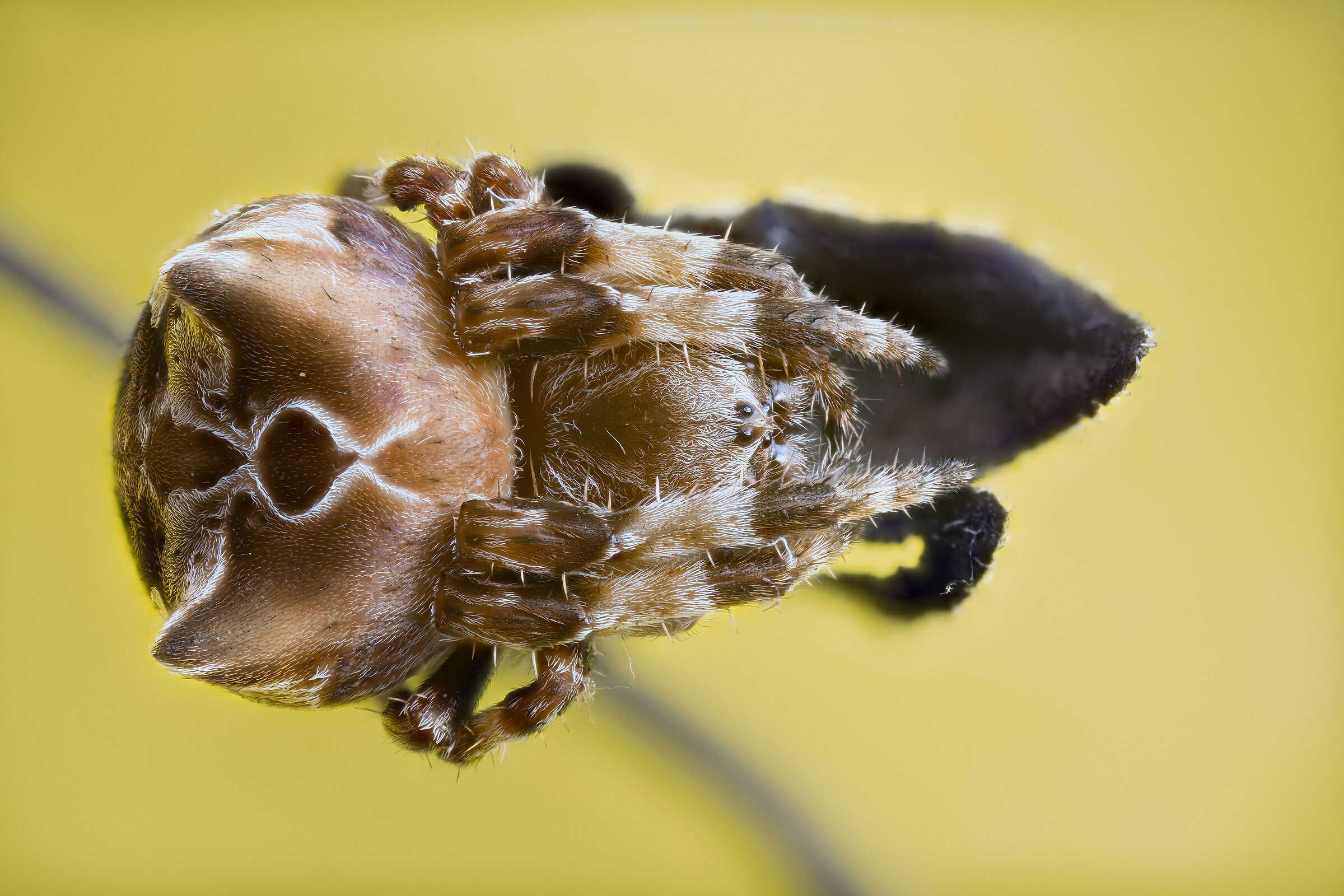 Araneus grossus...