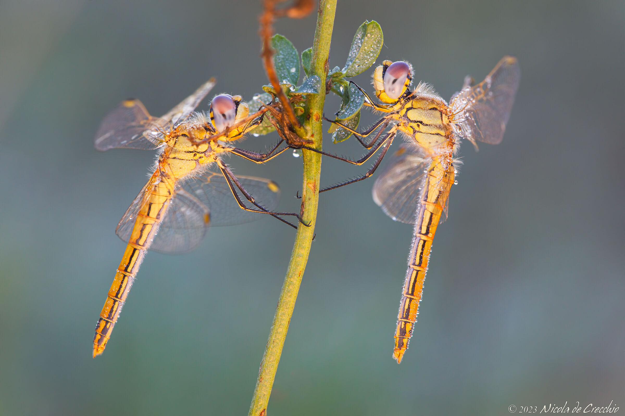 Females of Sympetrum fonscolombii...
