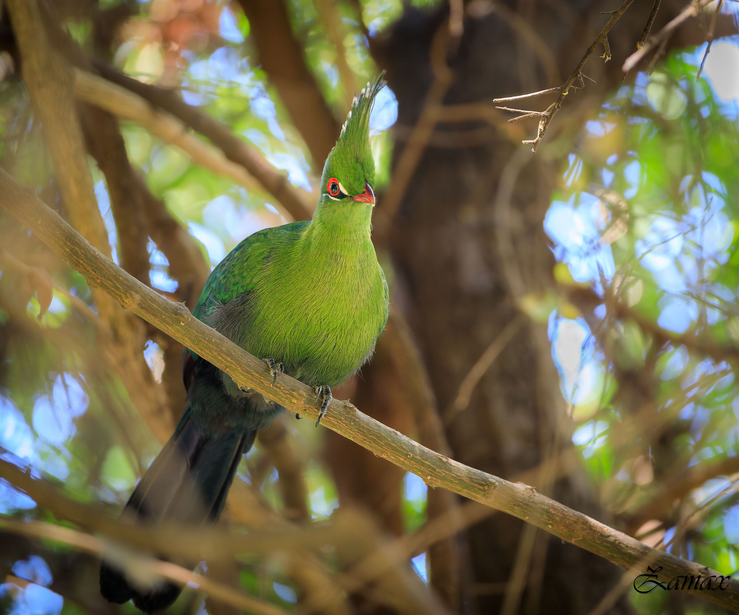 Green Turaco of South Africa...