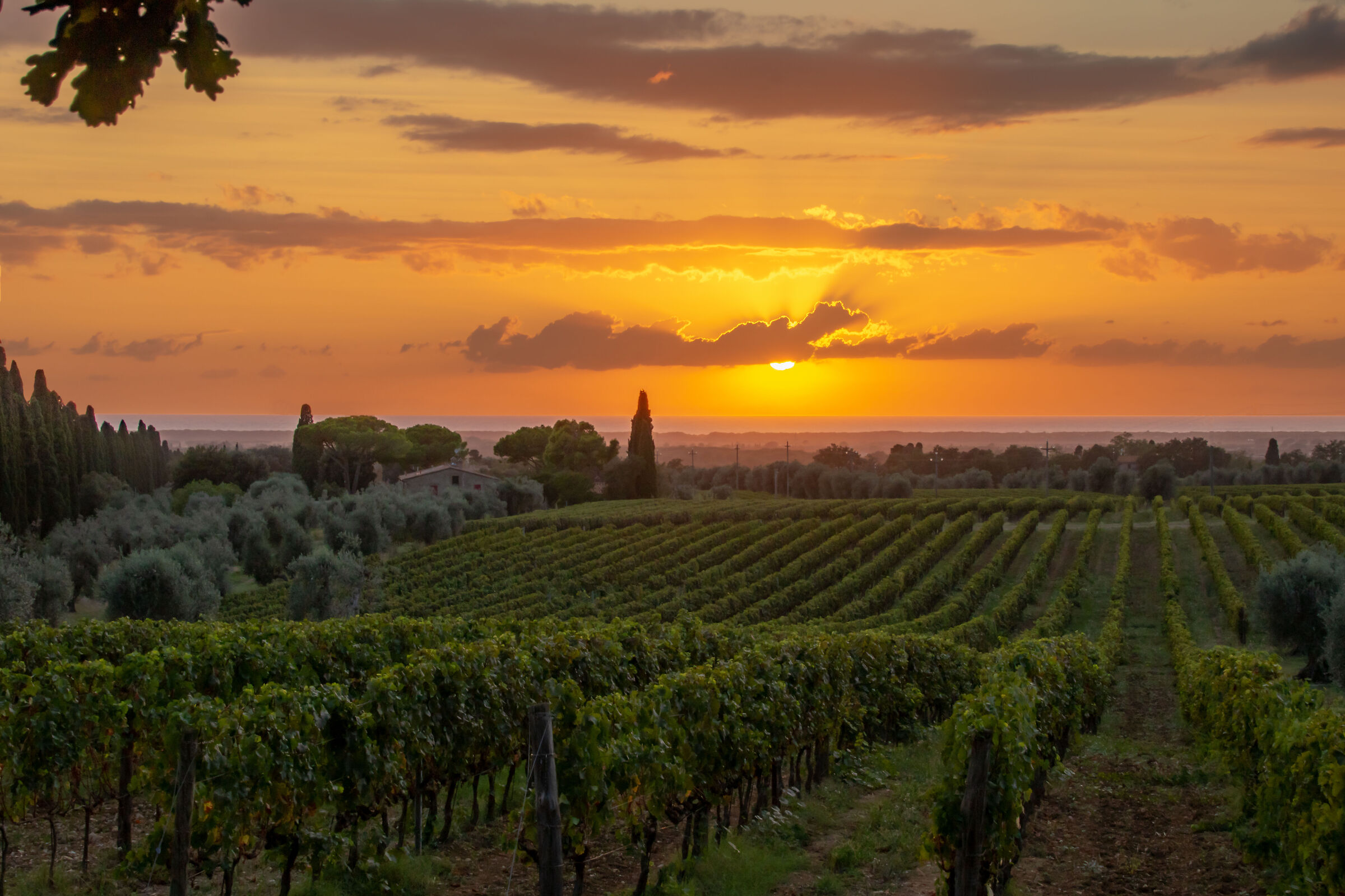 Sunset over the vineyards of Bolgheri...