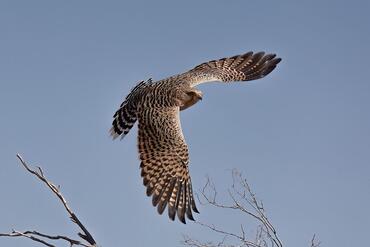 Falco rupicoloides