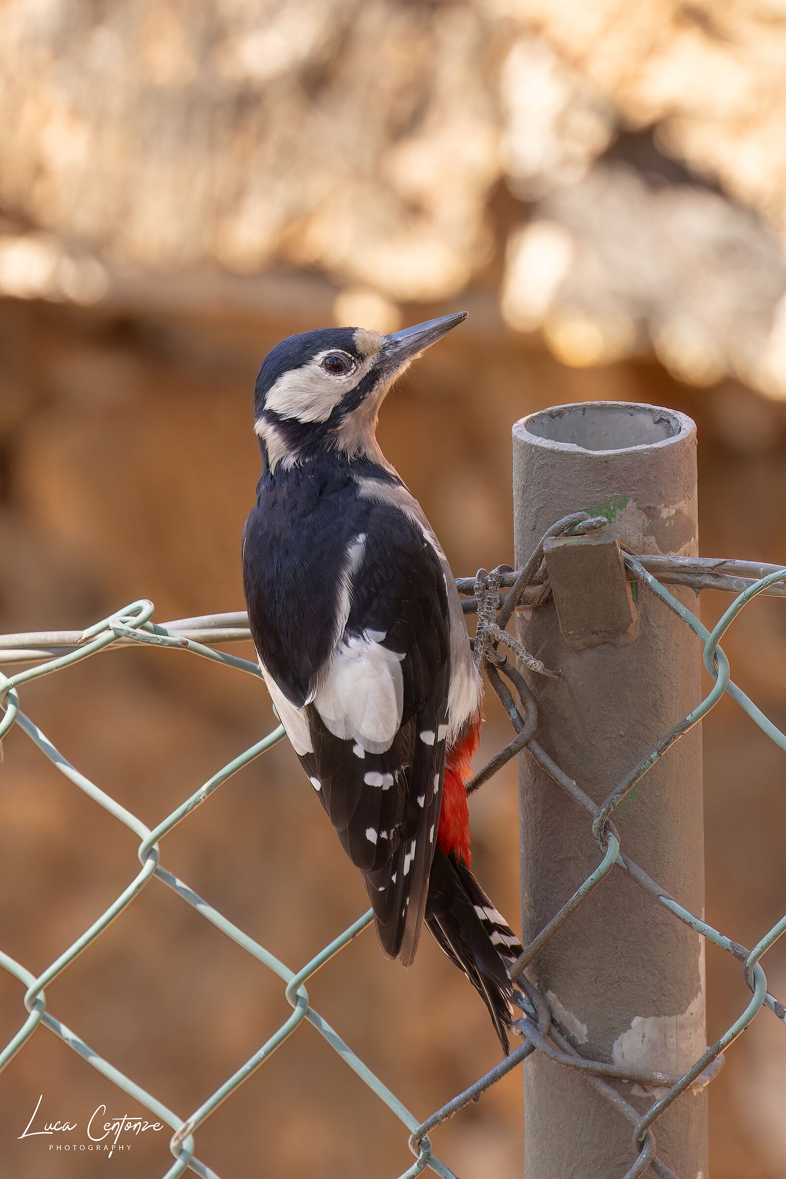 Great Spotted Woodpecker (Dendrocopus major)...