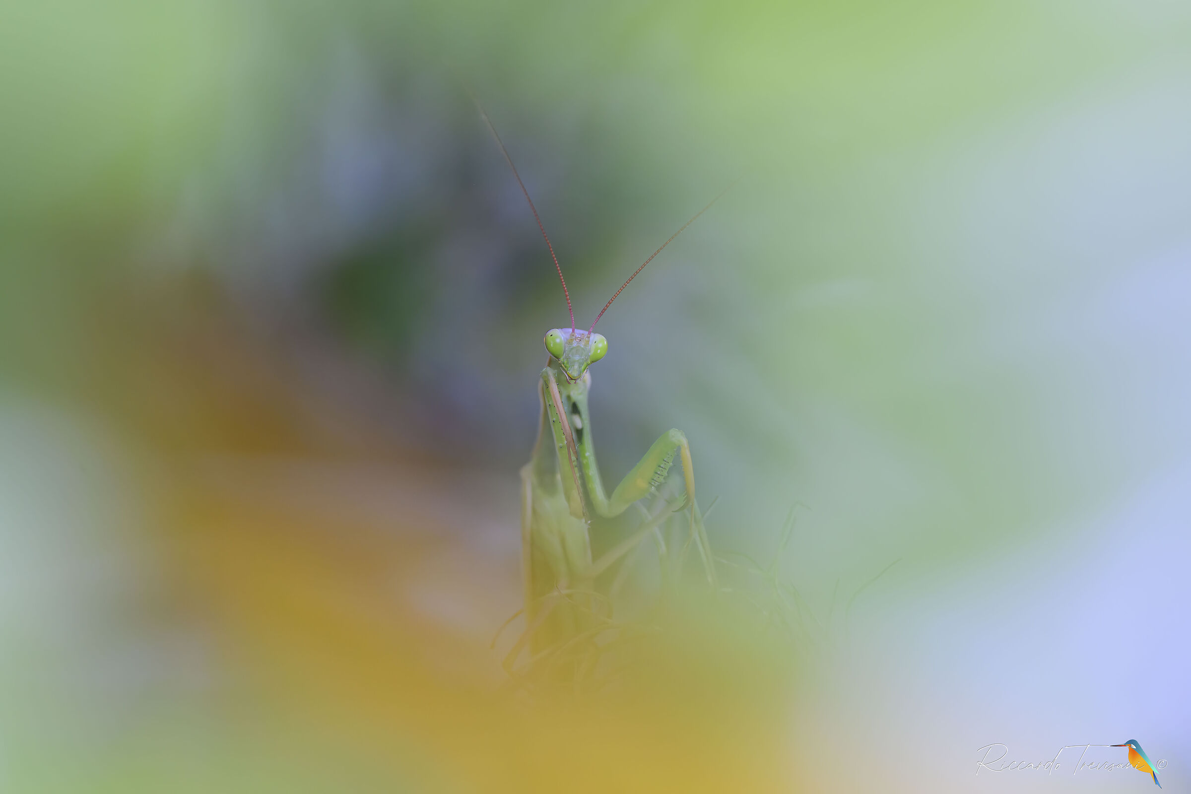 praying mantis...