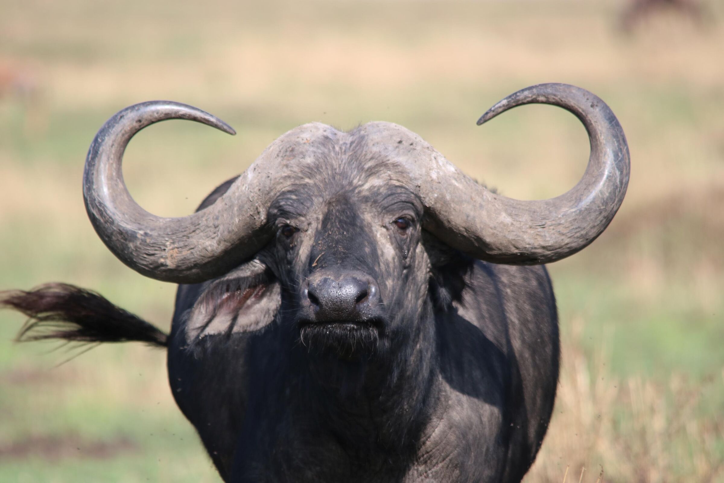 Masai Mara - Apparent quiet...