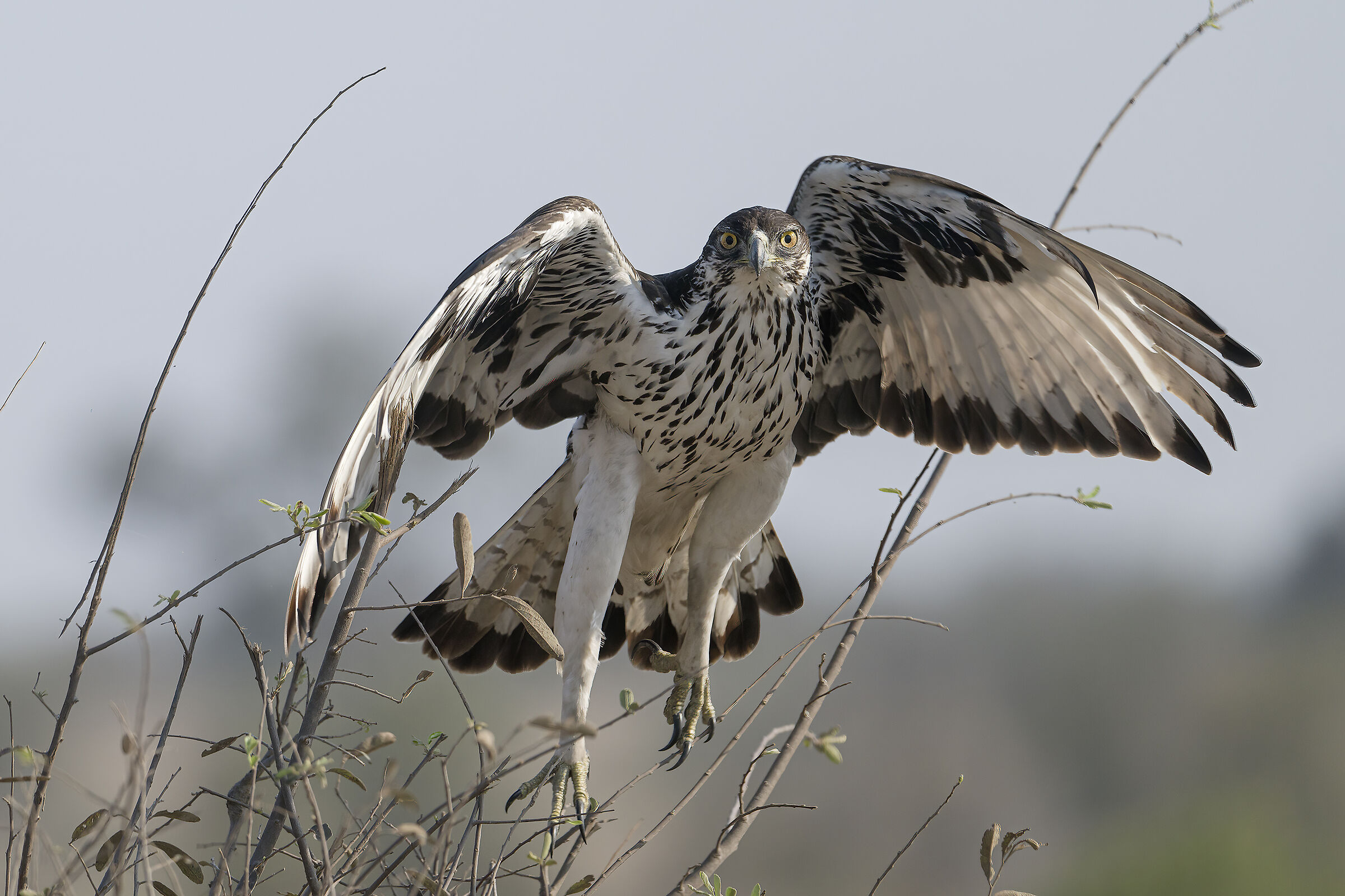 african hawk eagle...