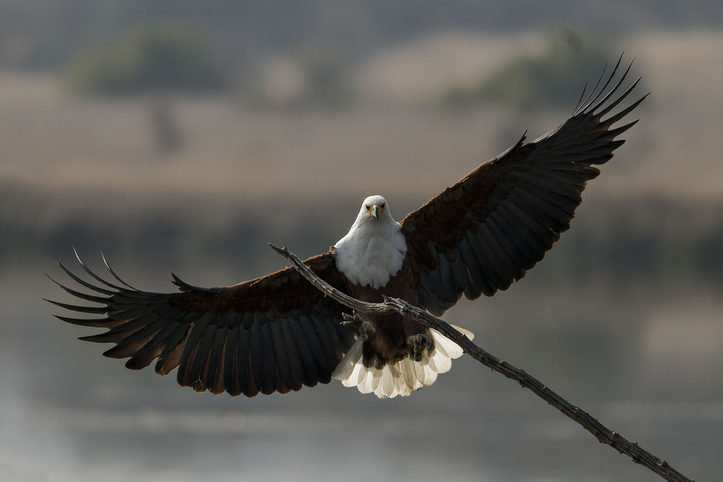 African fish eagle.. soft landing...
