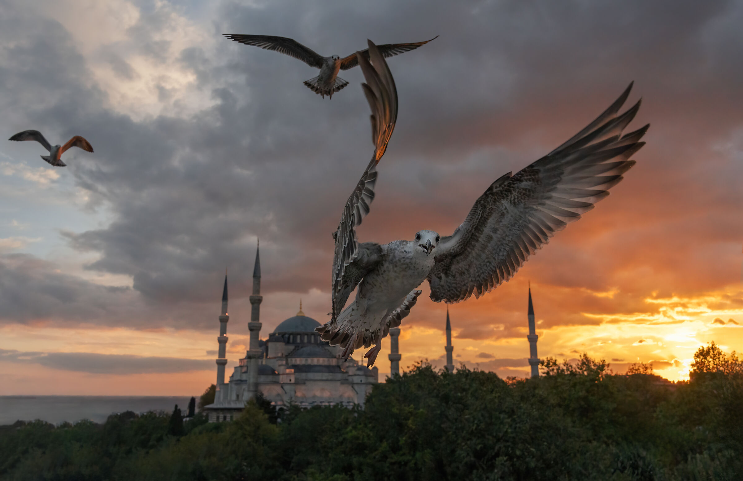 The Blue Mosque and the Seagulls...