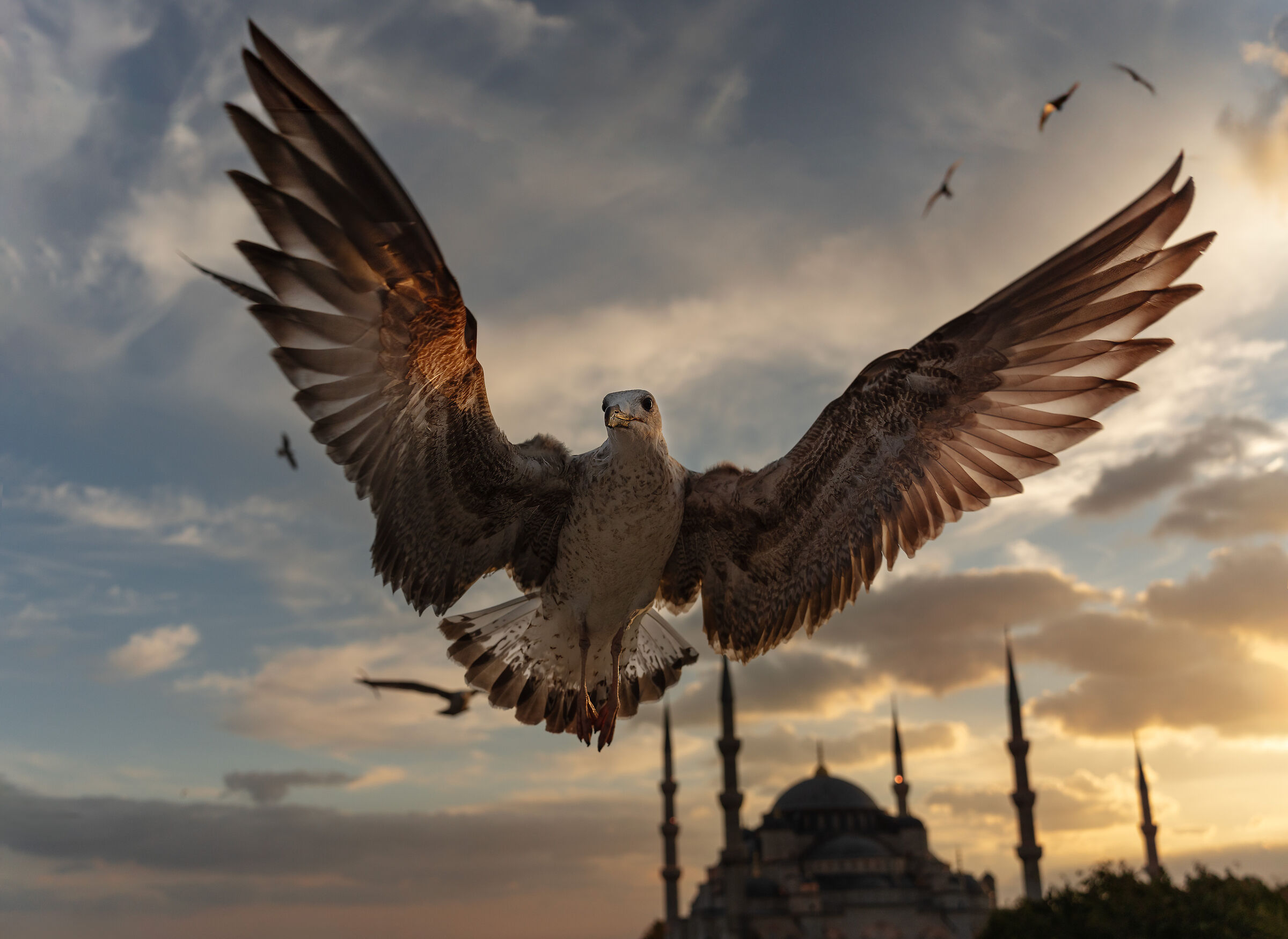 The Seagull and the Mosque ...