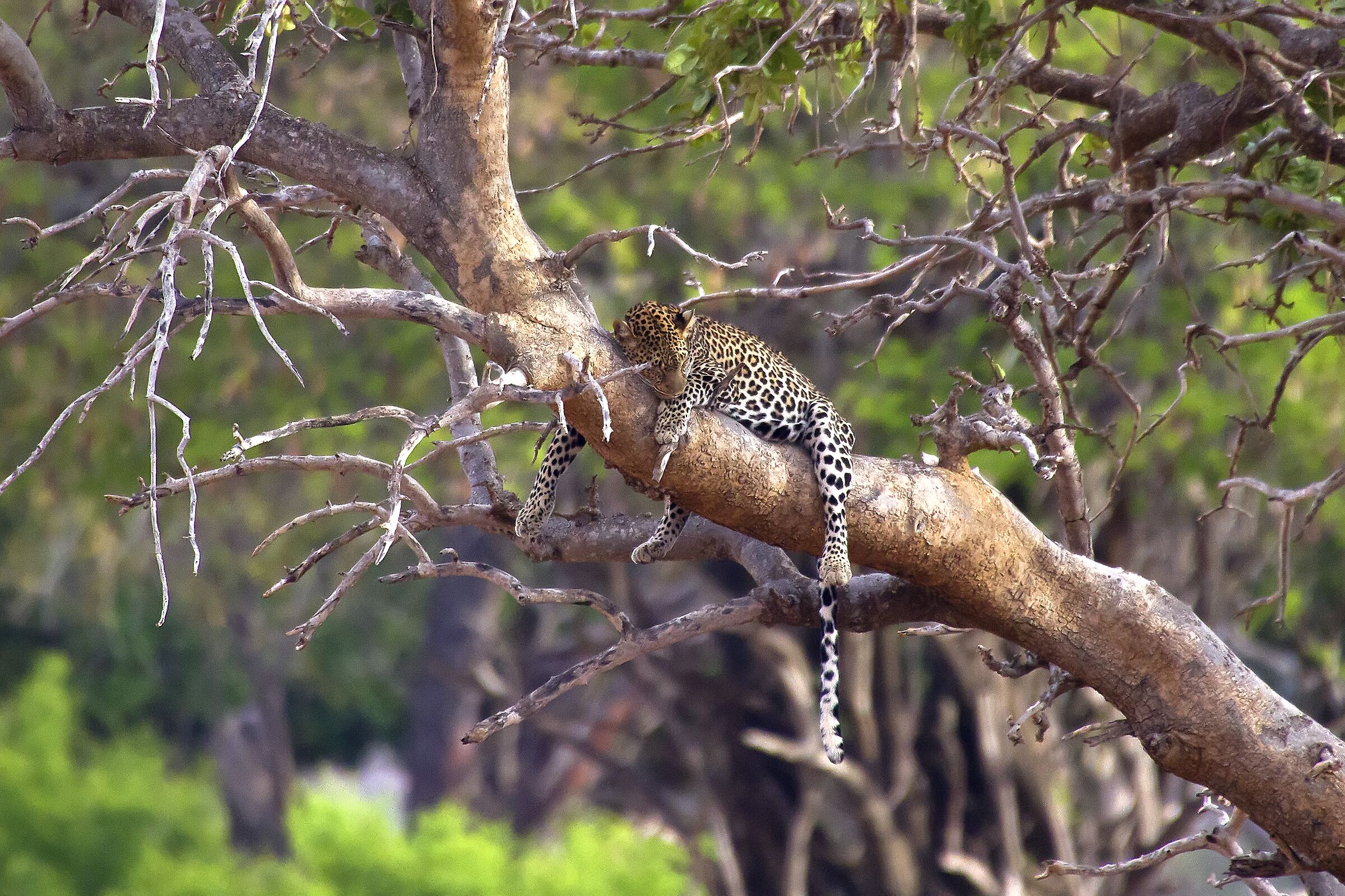Leopardo - Tsavo National Park - Kenya...