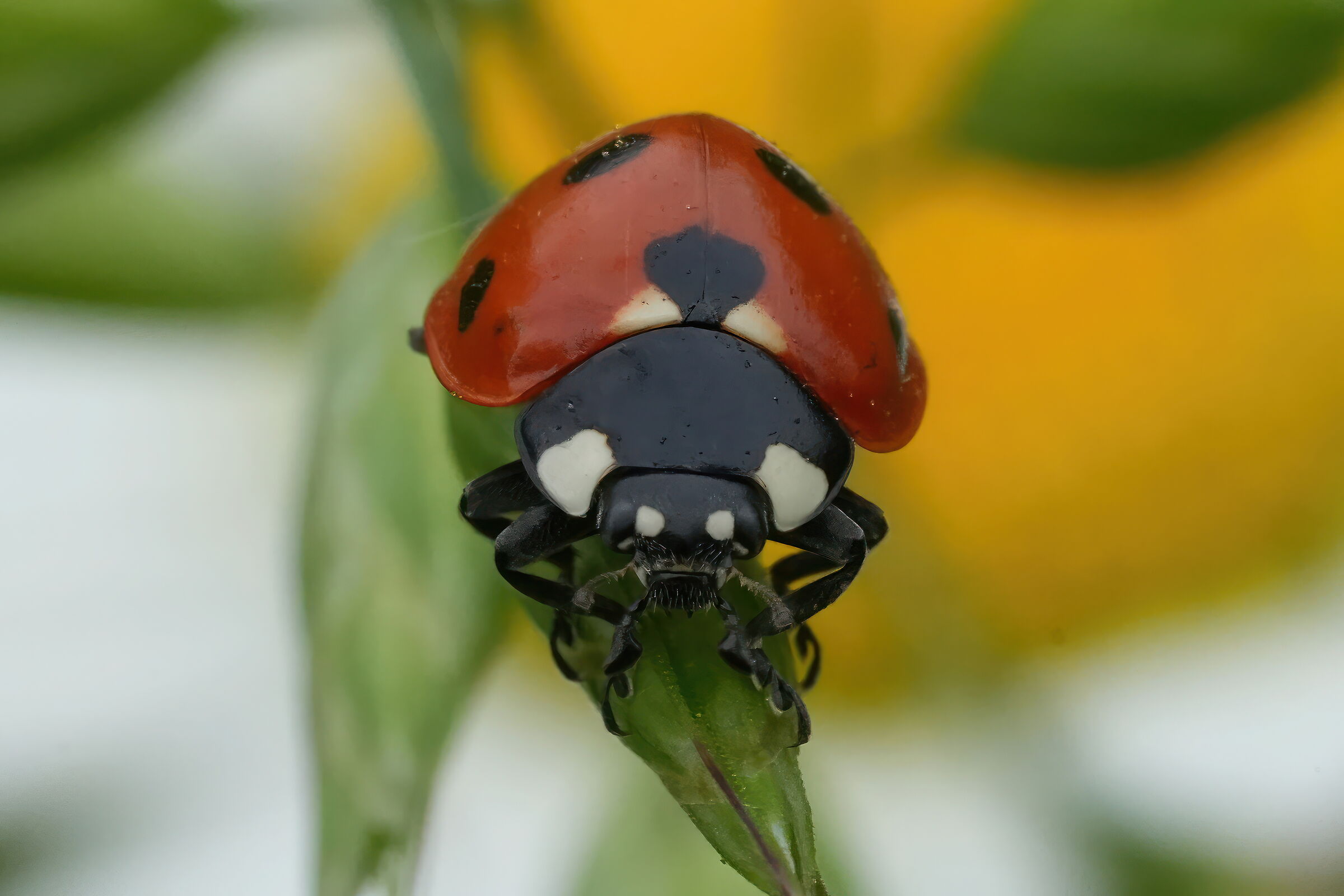 ladybird...