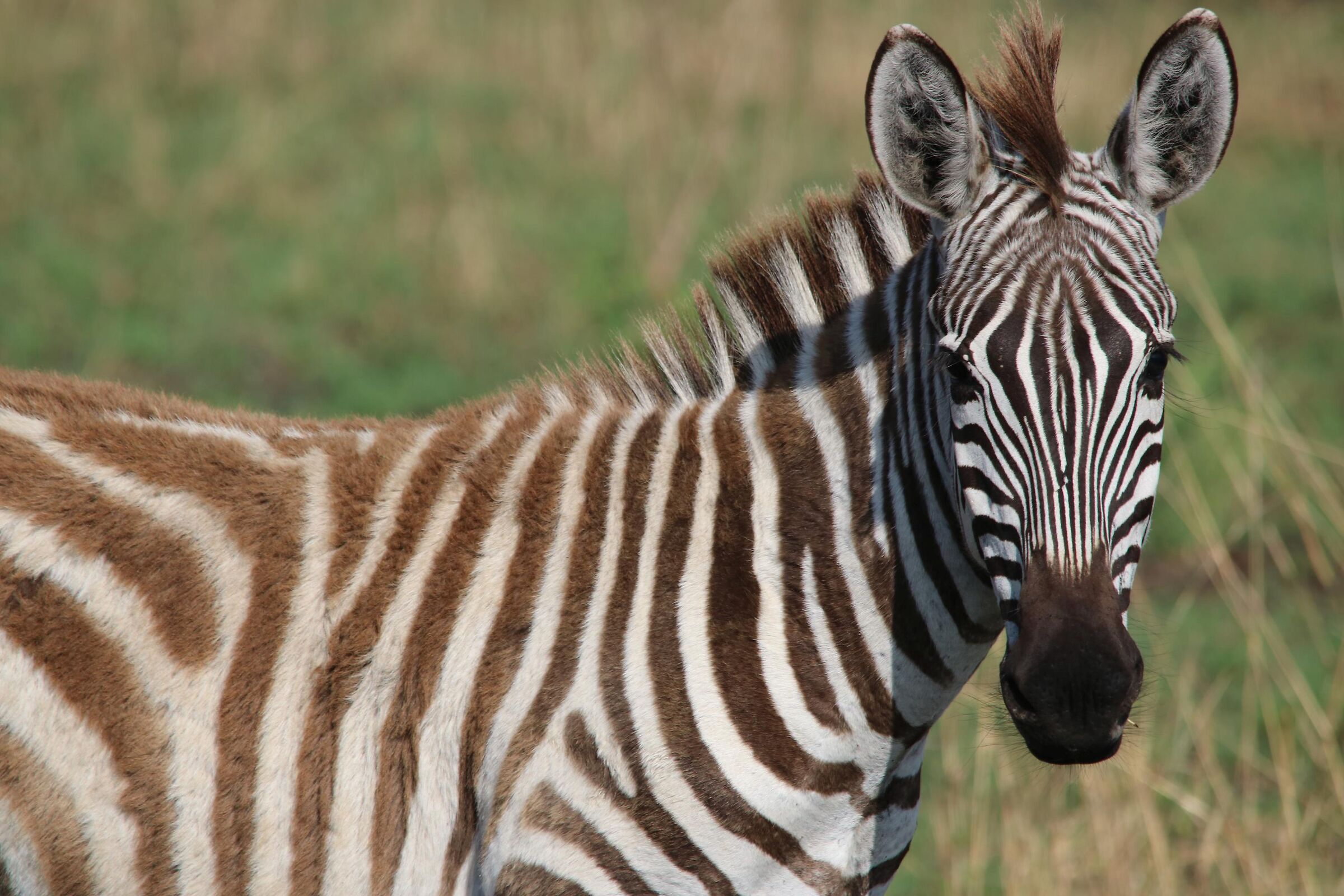 Masai Mara - Zebra...