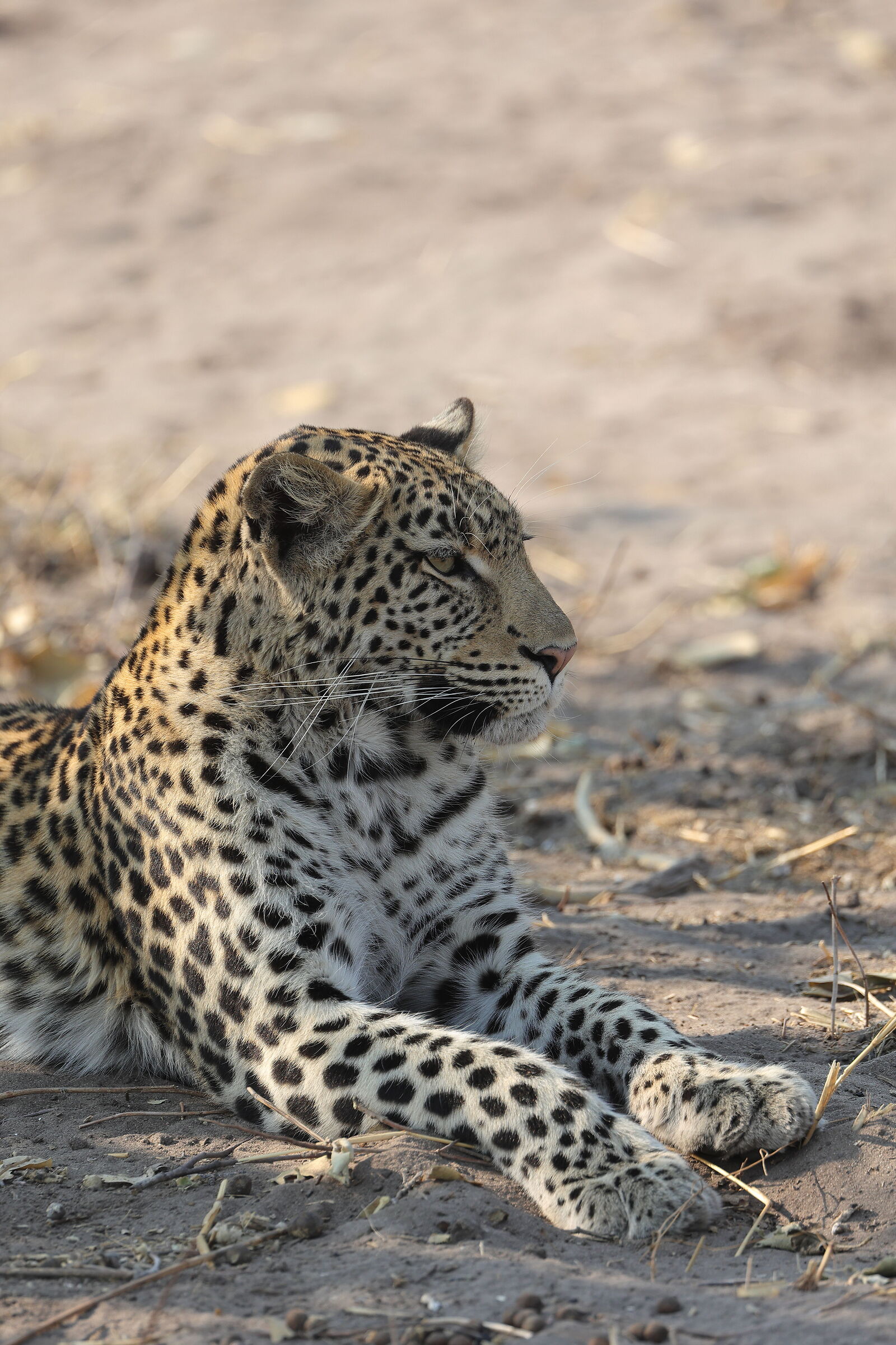 Botswana - Leopardo...
