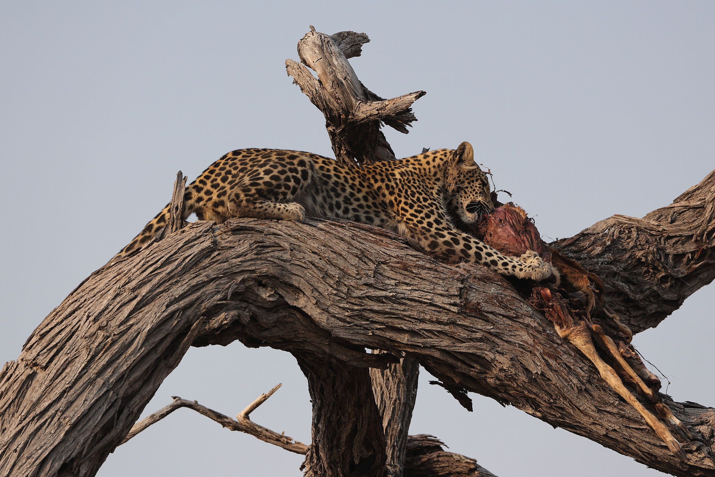 Botswana - Leopardo con la preda II...