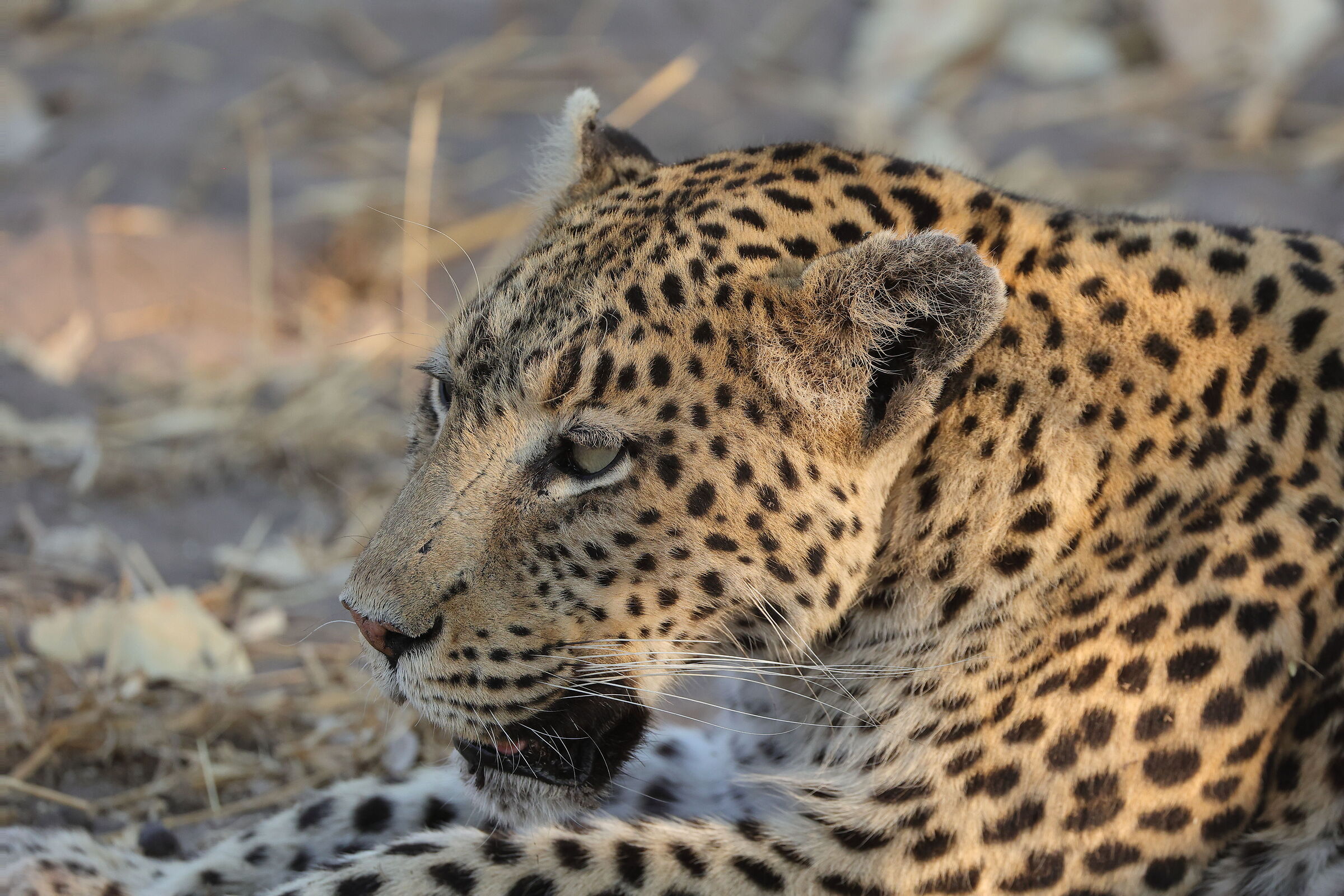Botswana - Primo piano del leopardo...