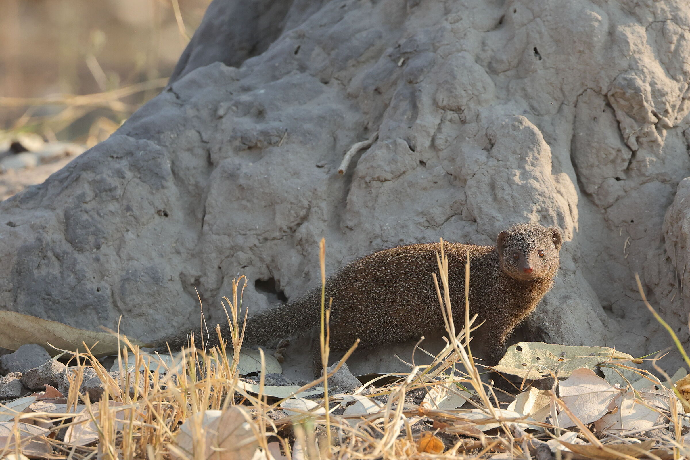 Botswana - Common Dwarf Mongoose II...
