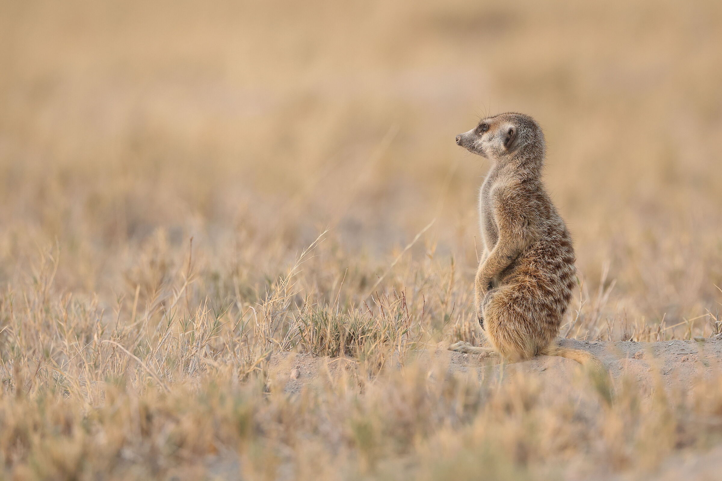 Botswana - Meerkat...