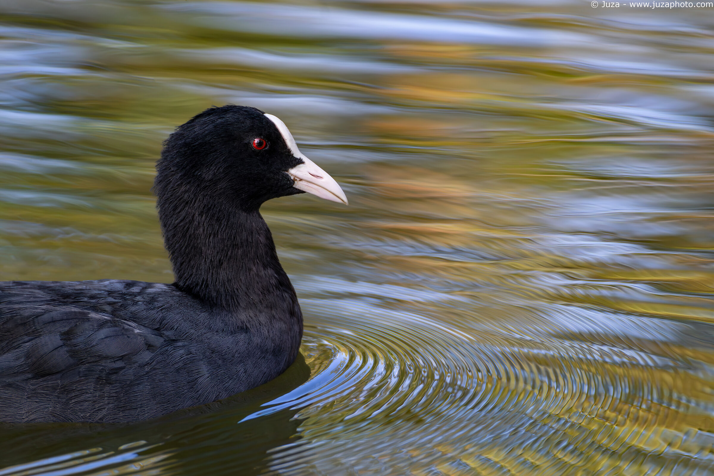 Coot among autumn colors...