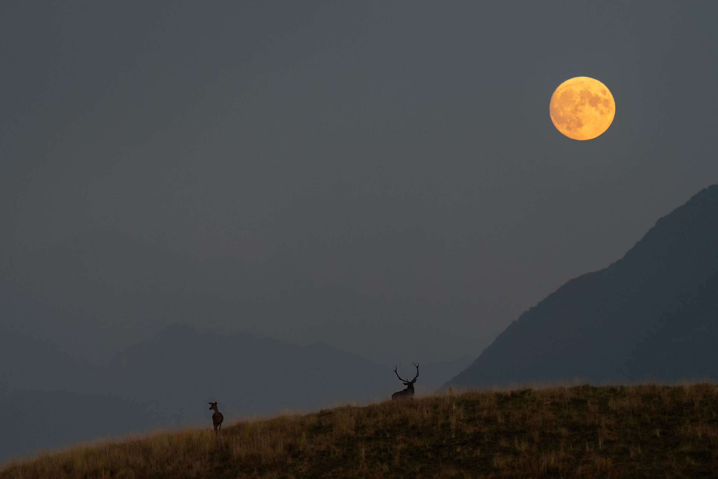 The deer and the moon...