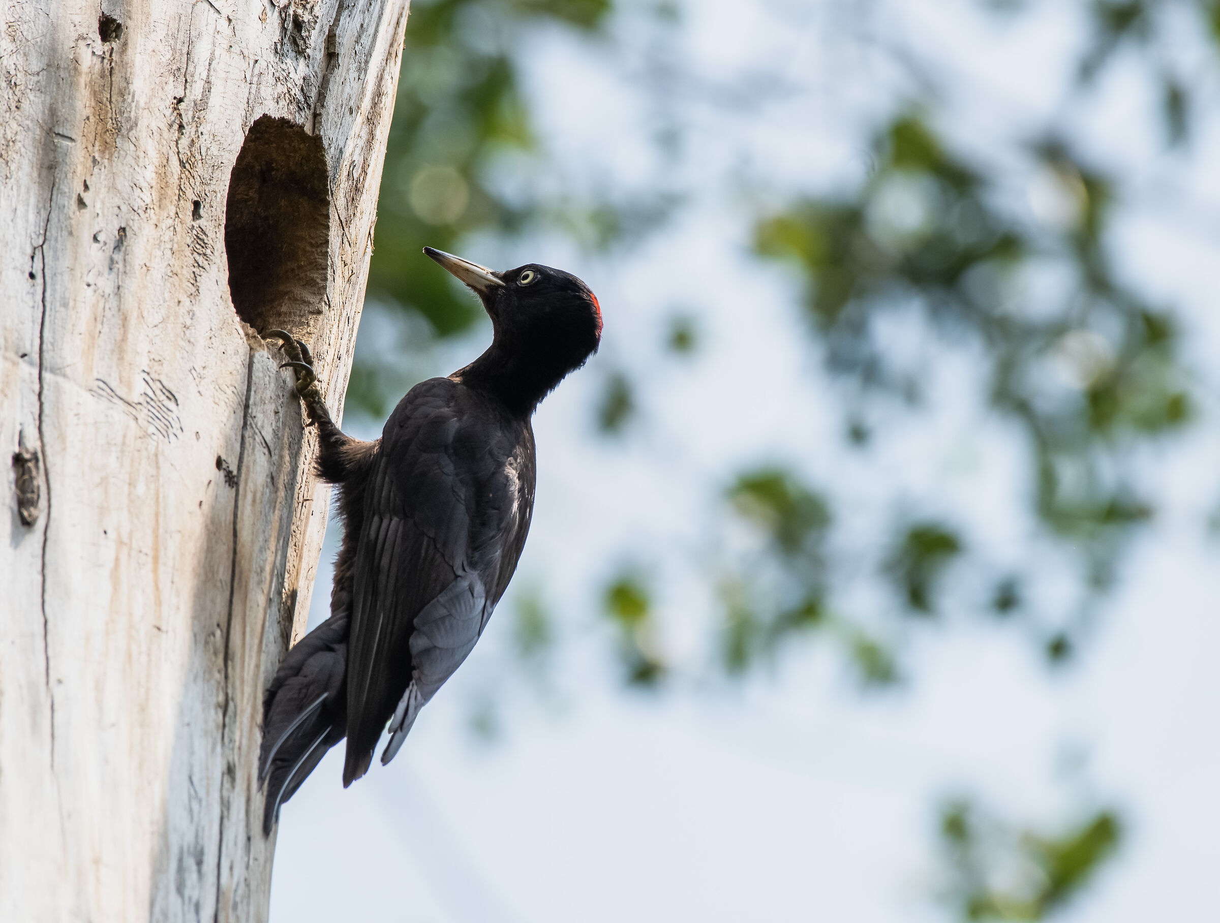 Female black woodpecker...