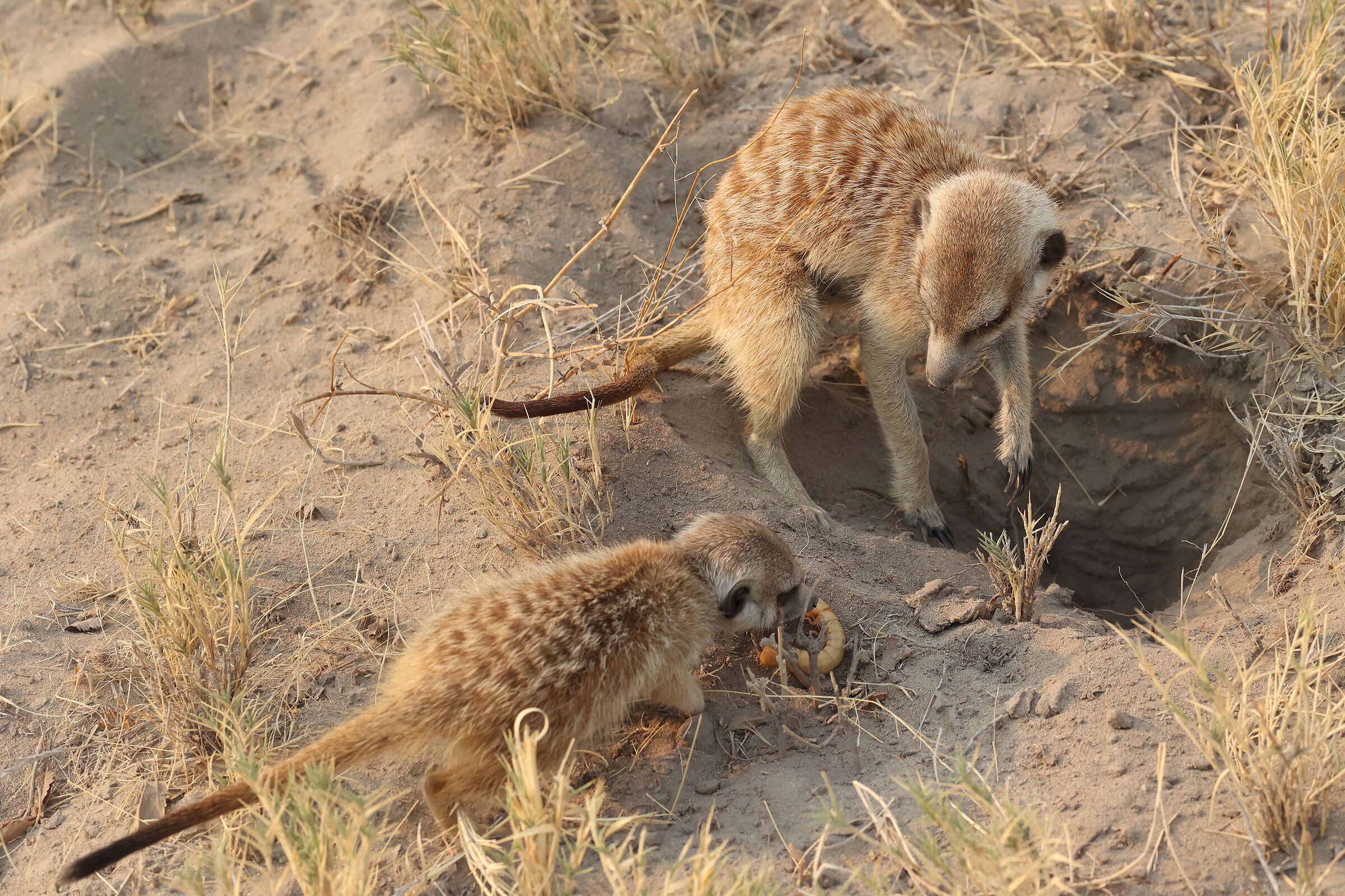 Botswana - colazione da suricati...