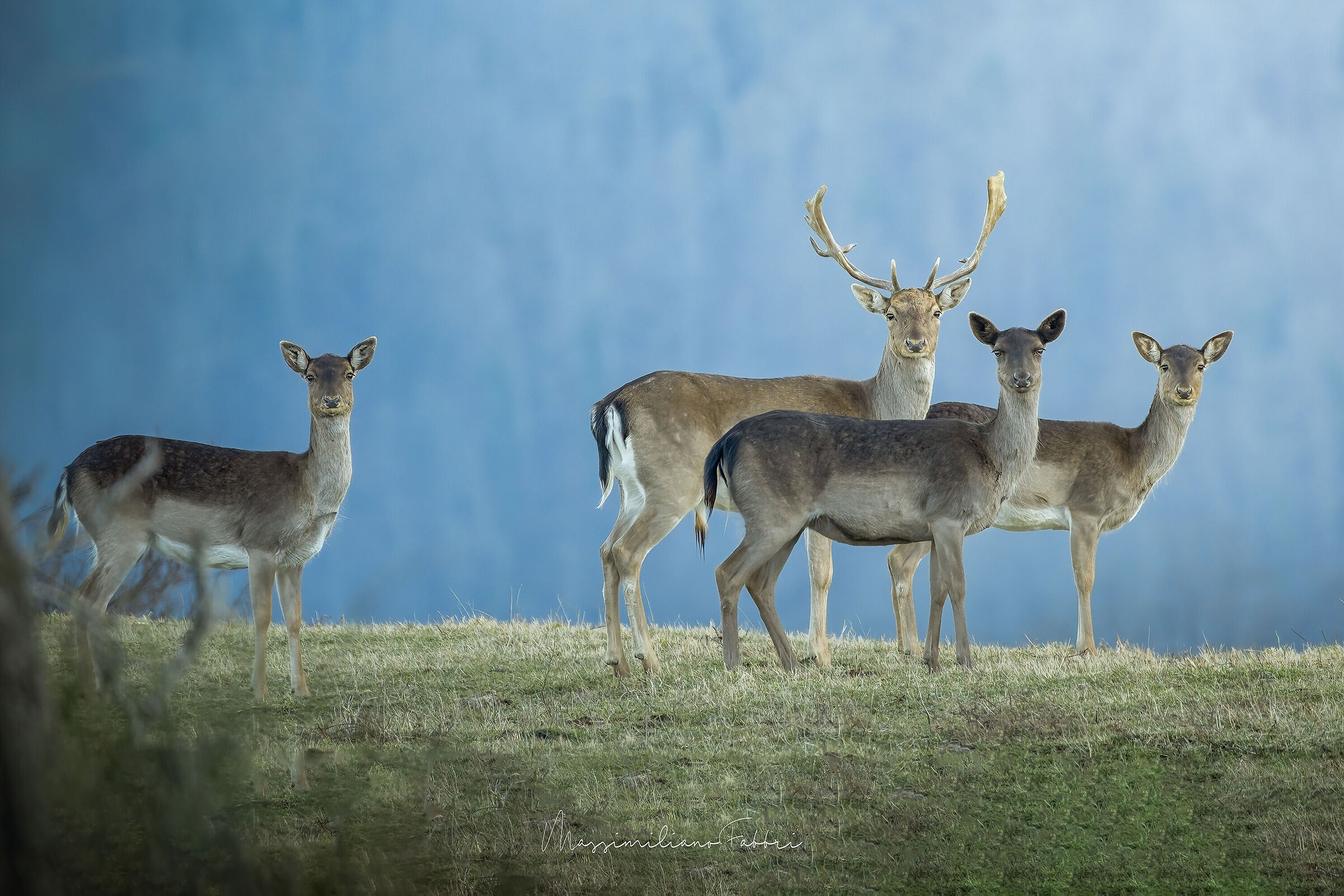 Deer friends...