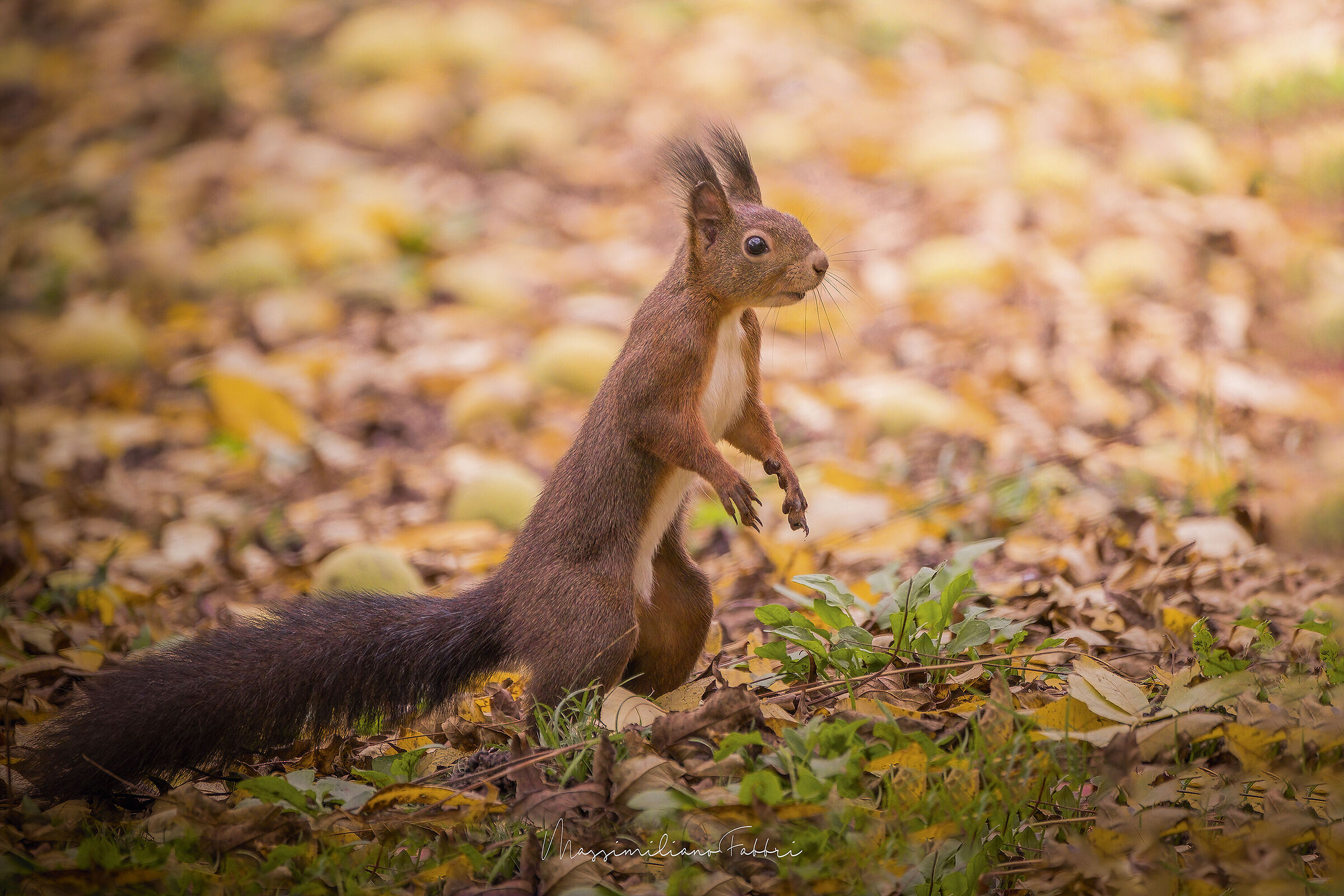 Red squirrel...