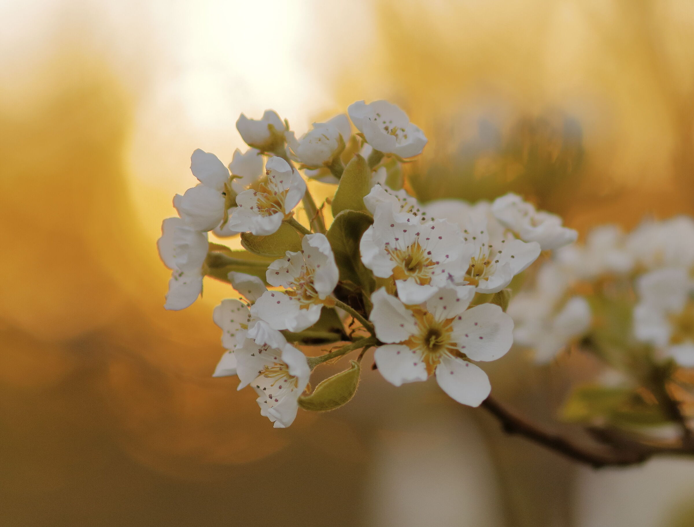 Pear blossoms at sunset...