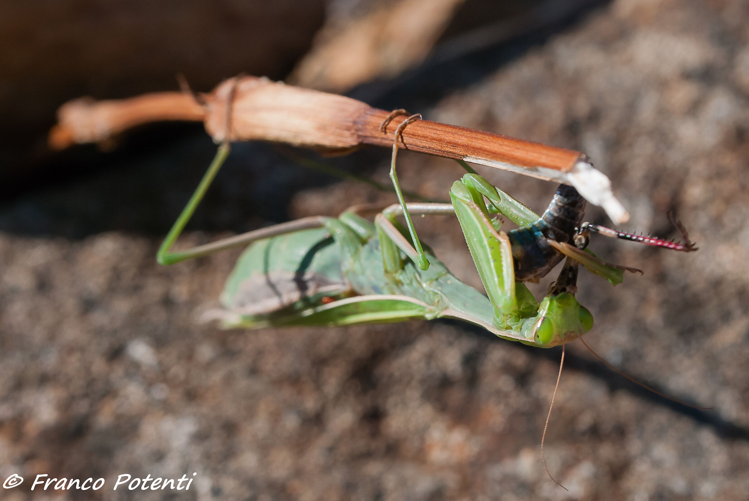The meal of the praying mantis...
