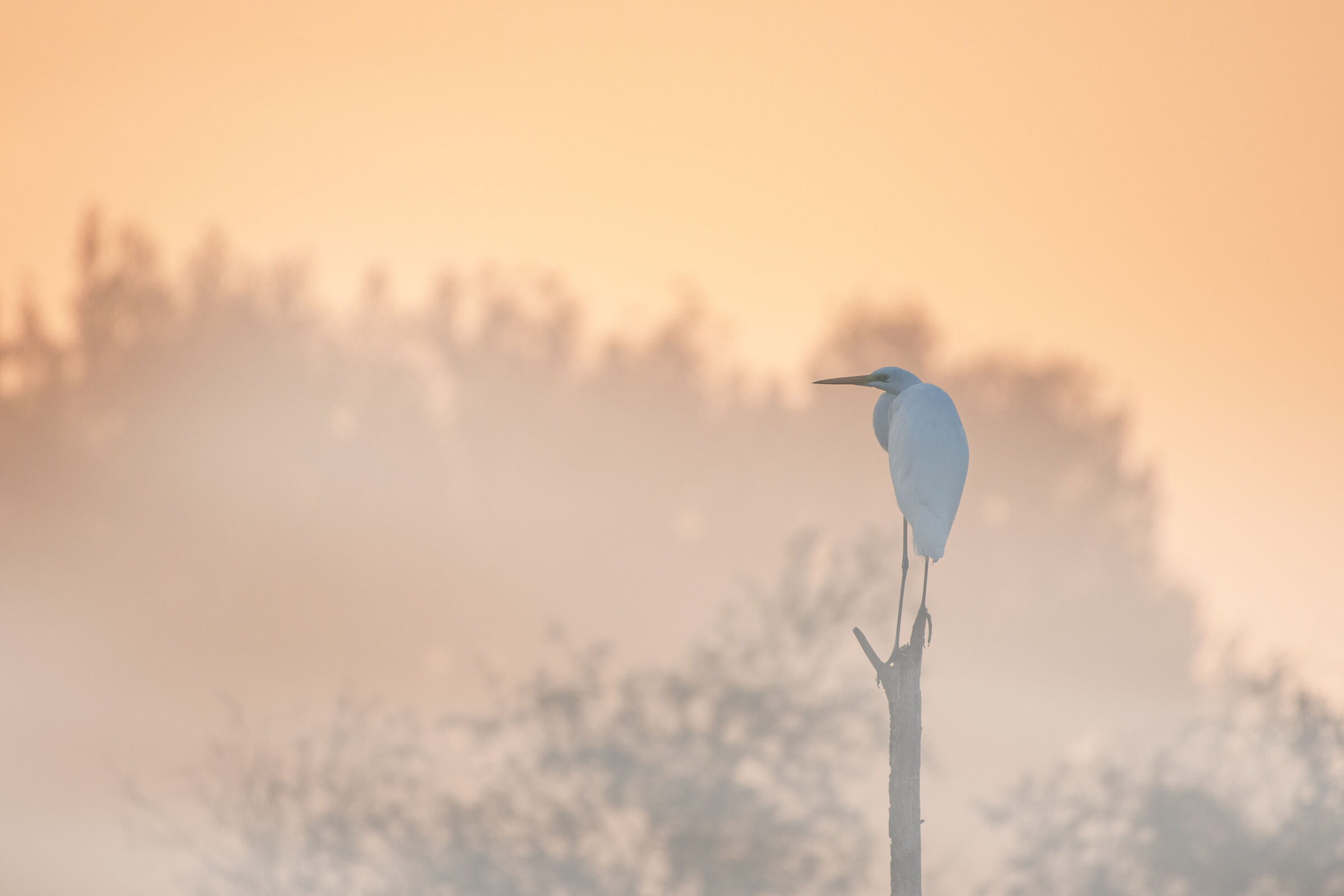 Great white heron at dawn...