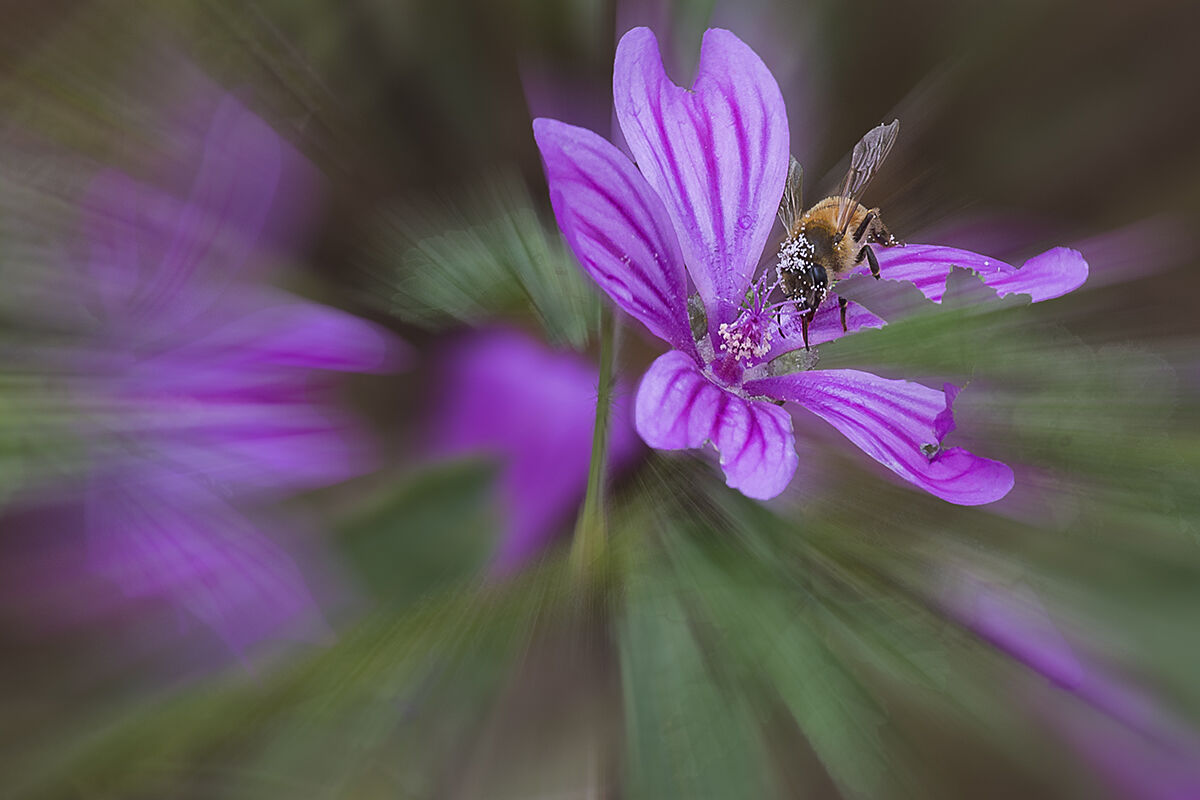 Bee on flower......