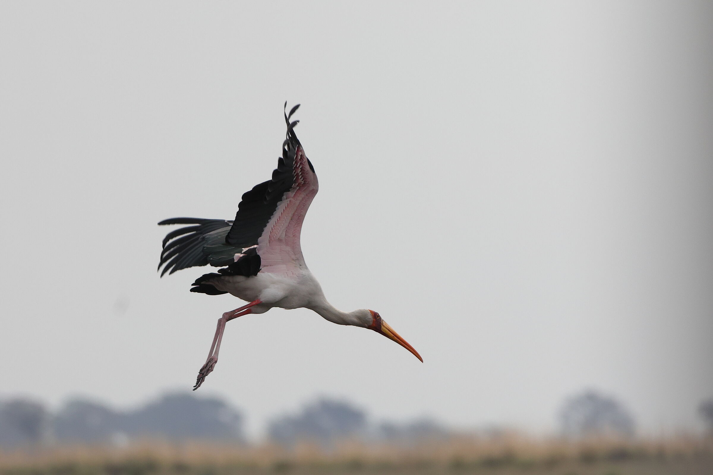 Botswana - White stork taking off...