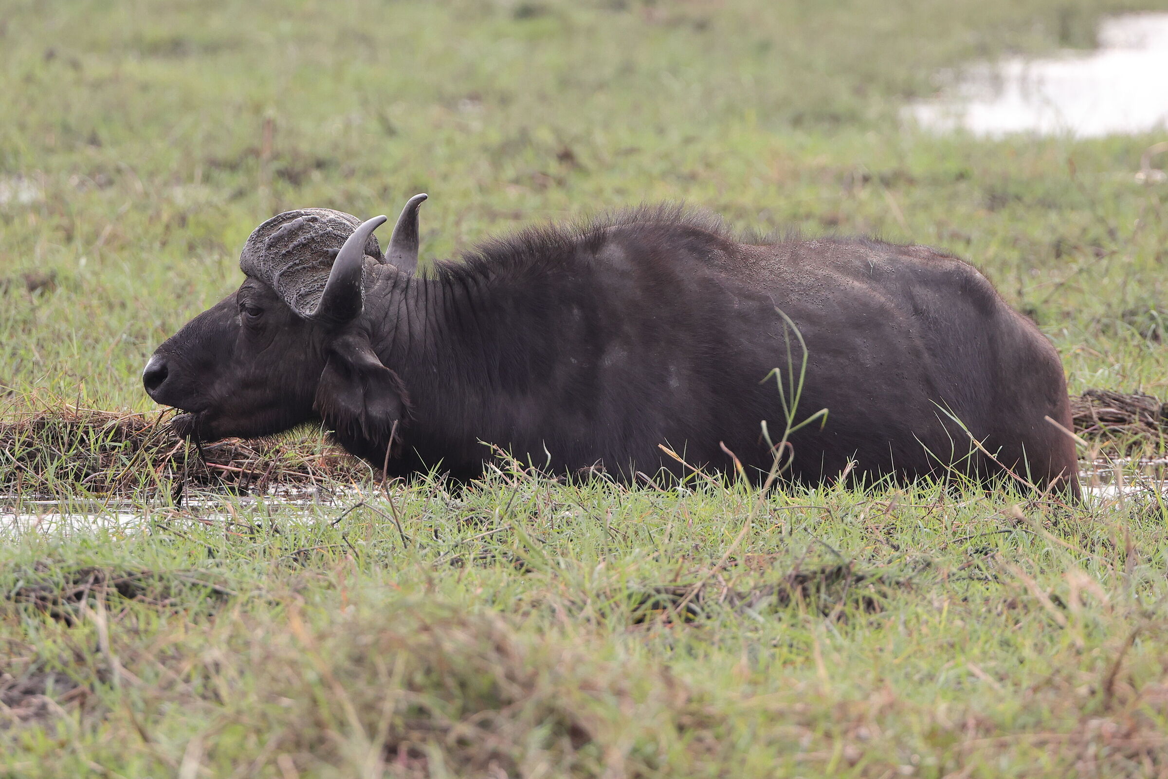 Botswana - African buffalo...