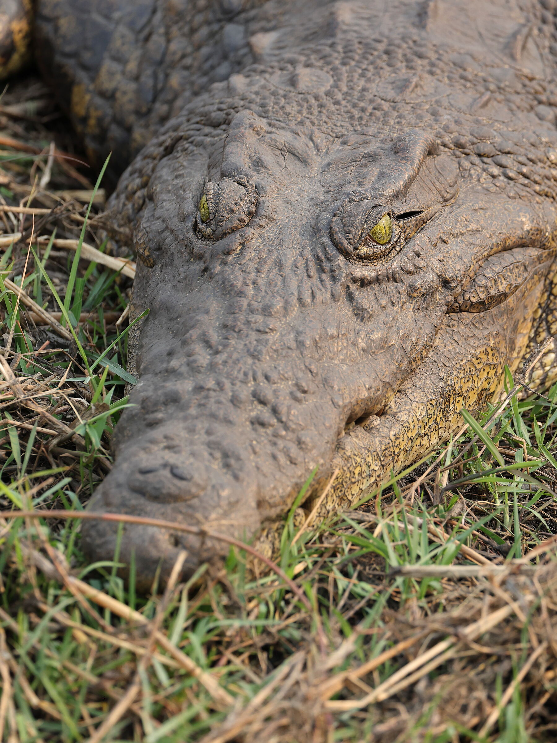 Botswana - close-up of the crocodile...