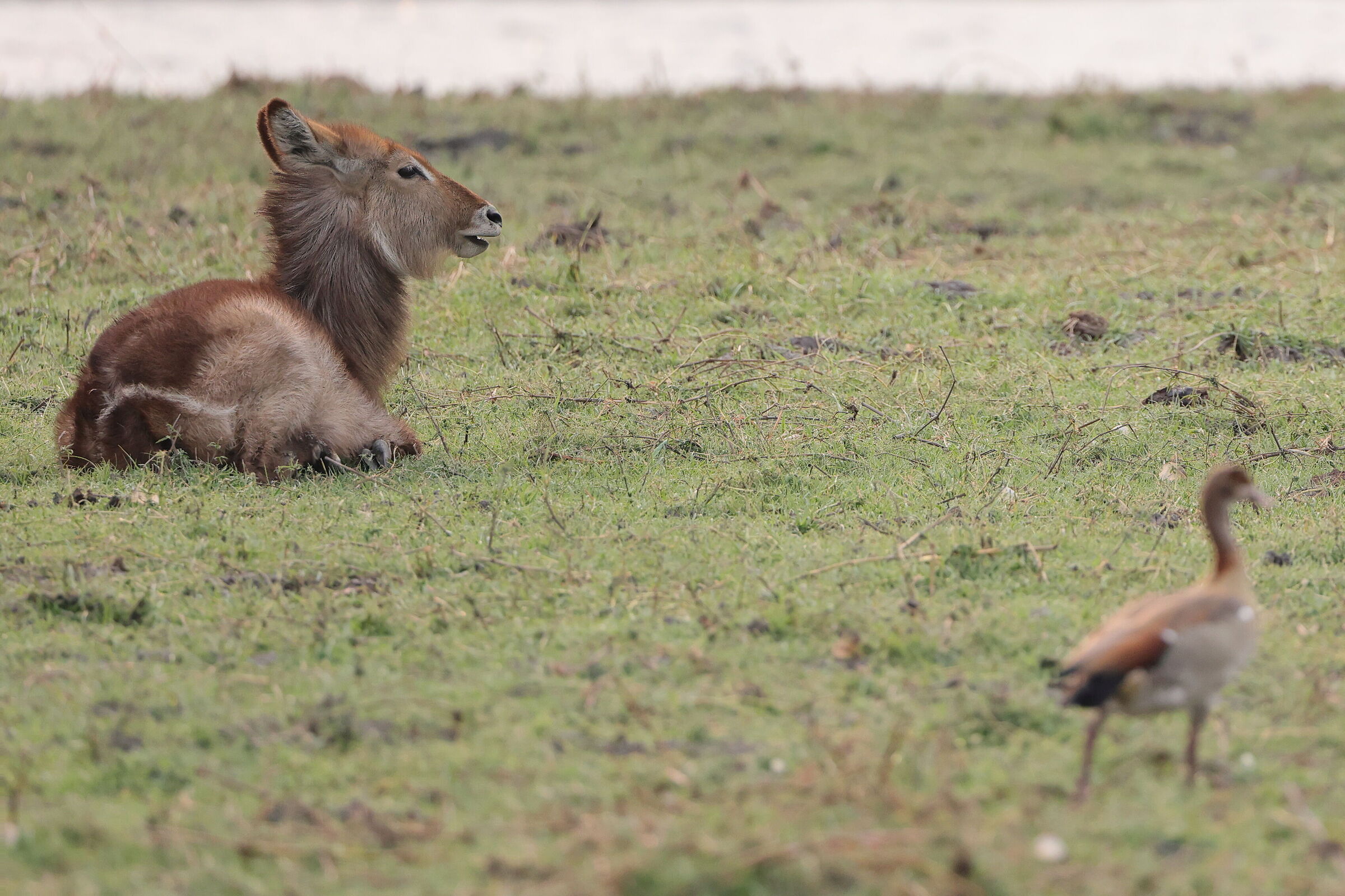Botswana - young water antelope...