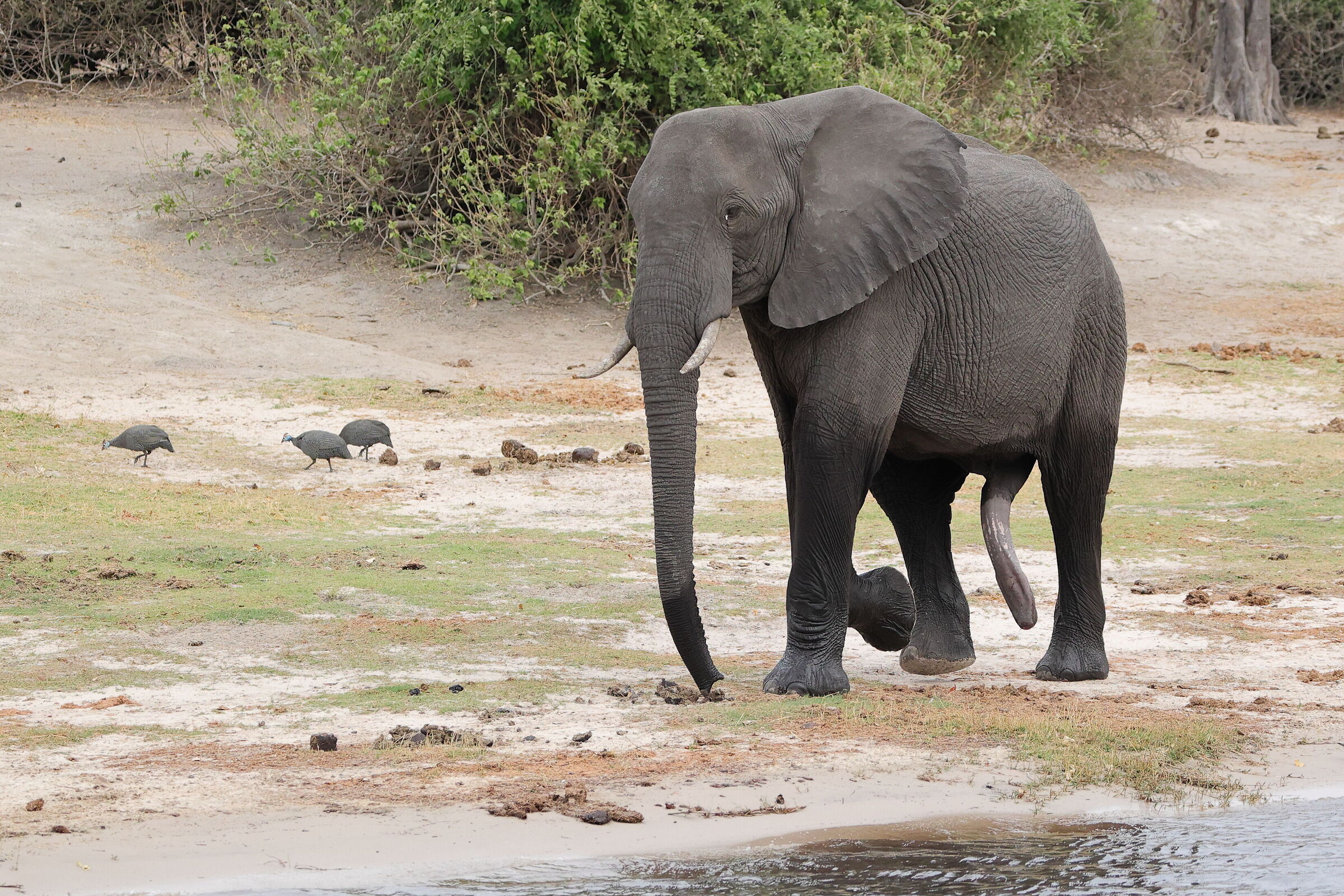 Botswana - Elephant with... Uh... five-legged...