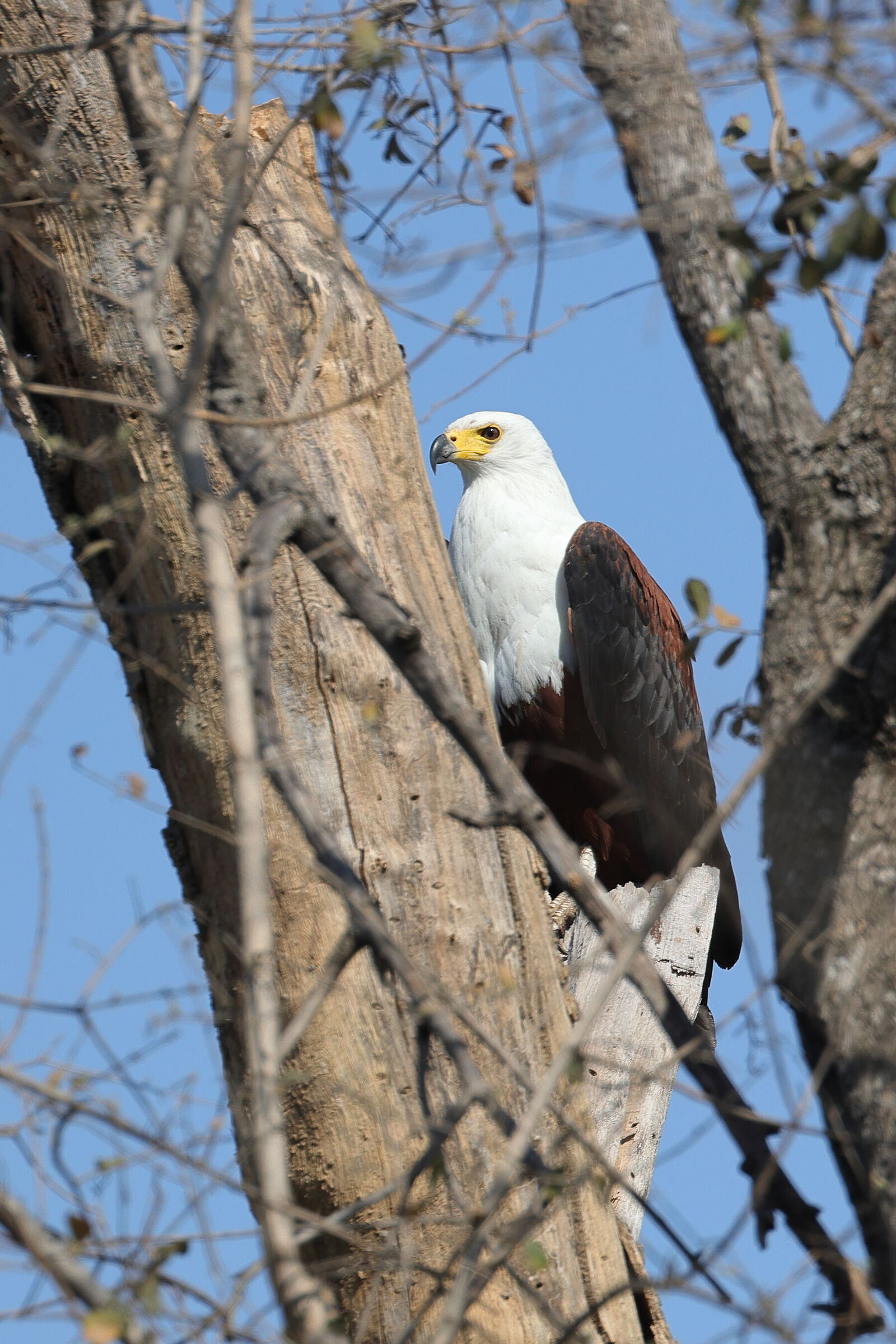 Botswana - Aquila urlatrice (African fish-eagle)...