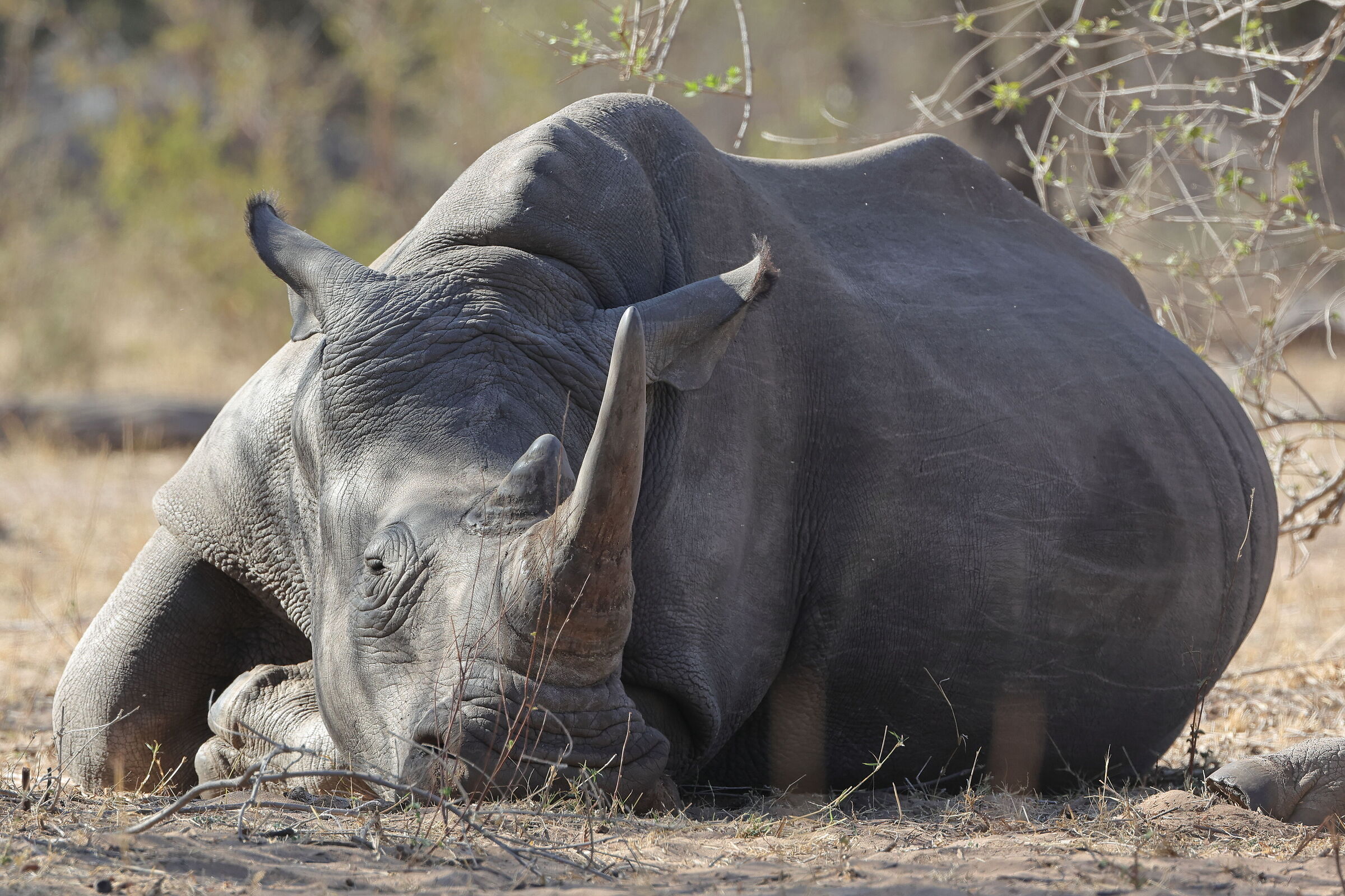 Botswana - rhinoceros...