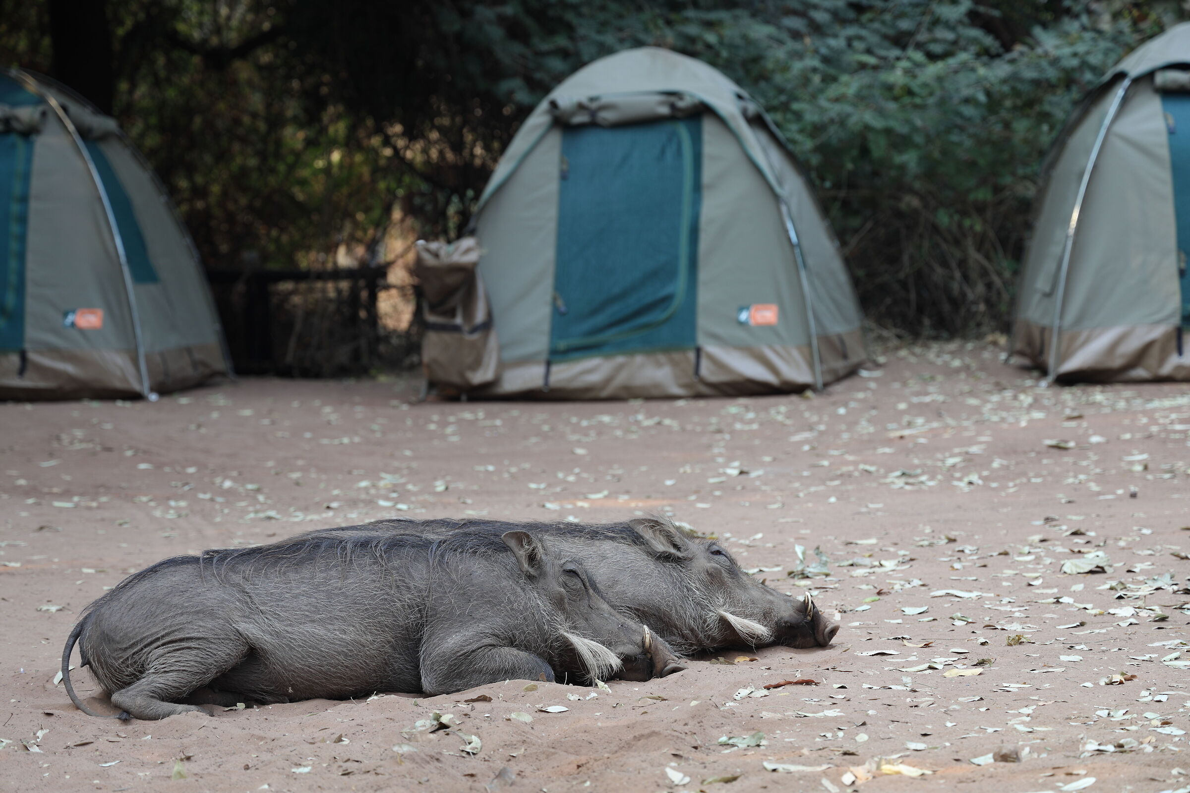 Botswana - Warthogs in freedom in the campsite...