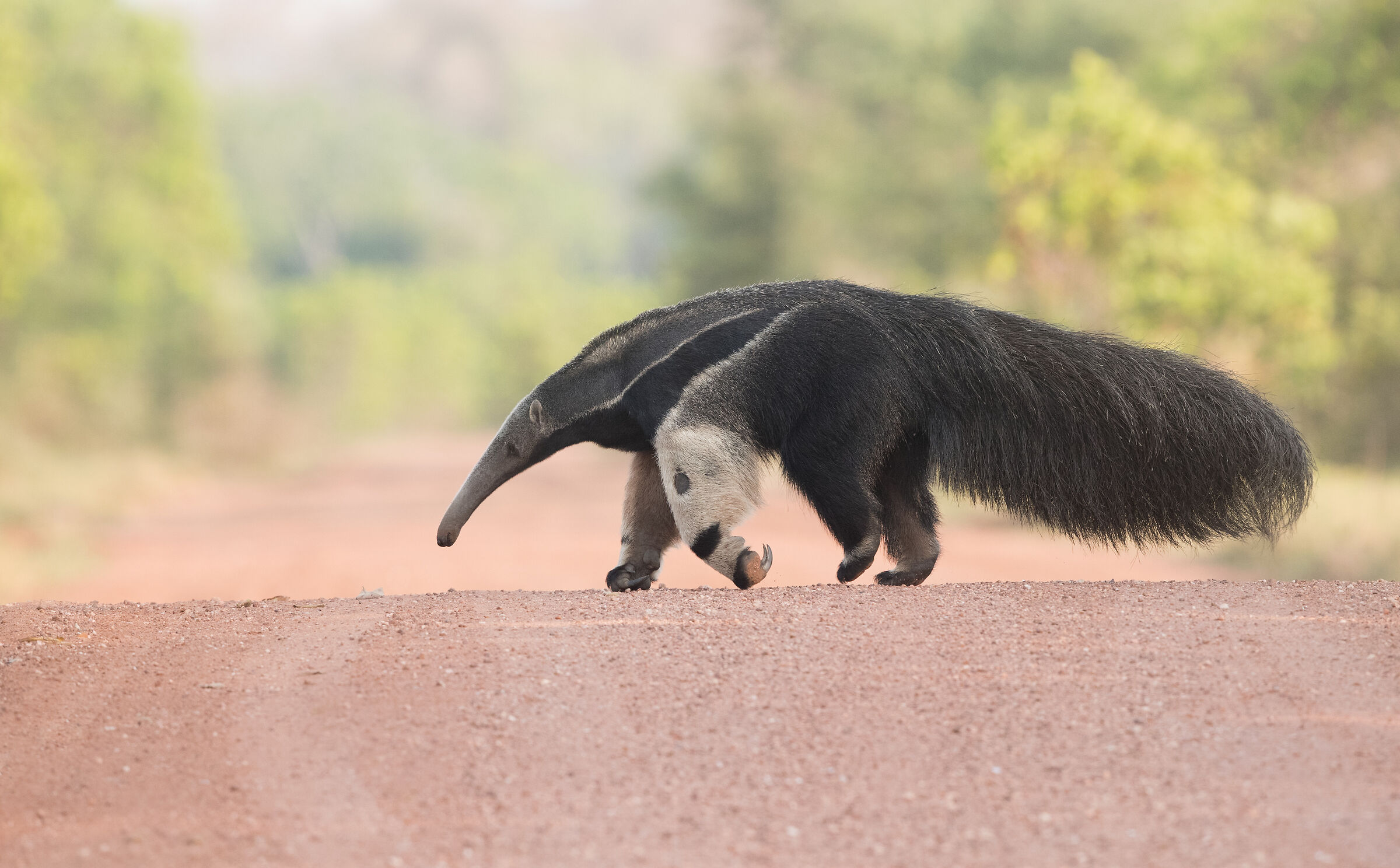 Giant anteater...