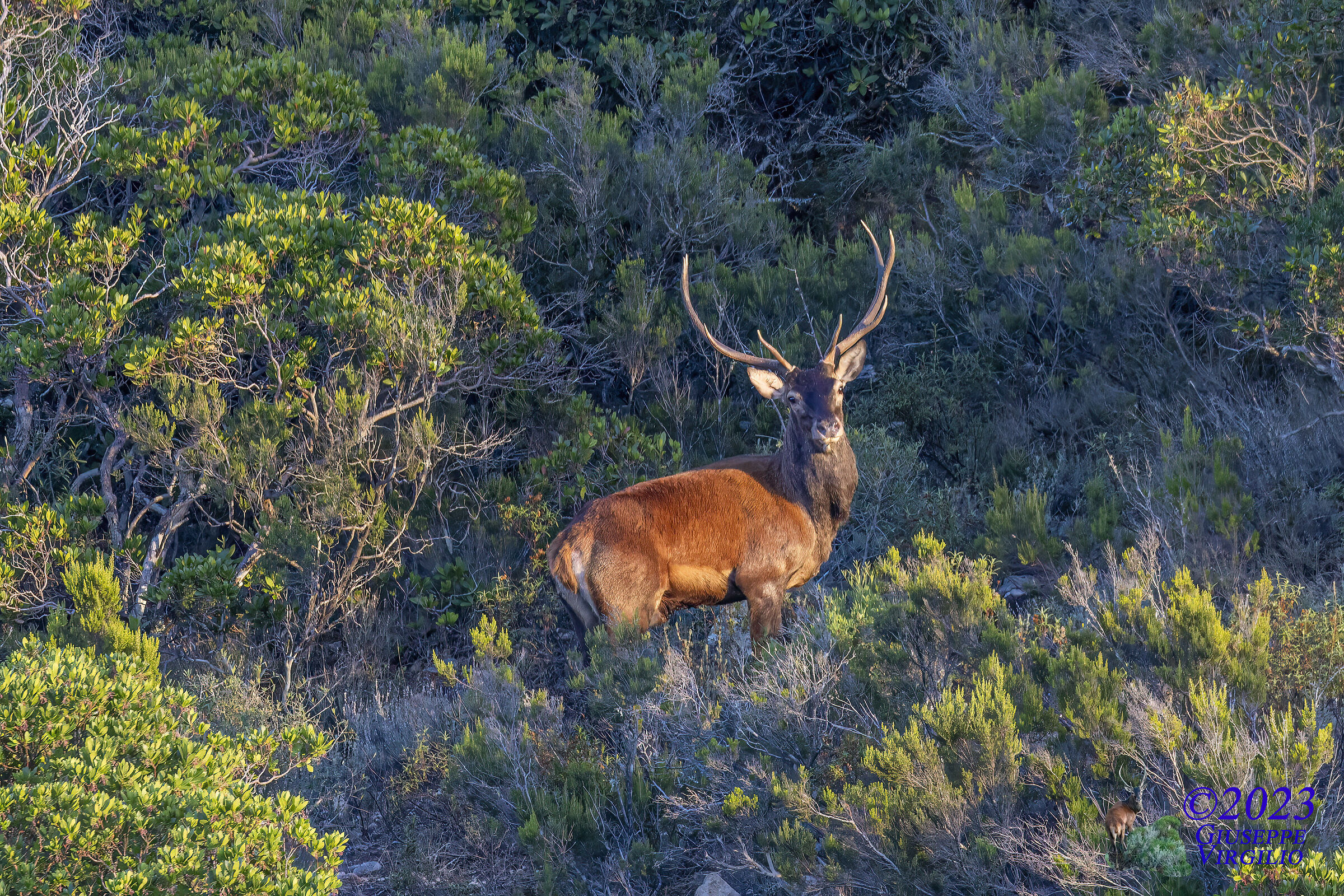 Sardinian deer male (Sardinia) 2023...