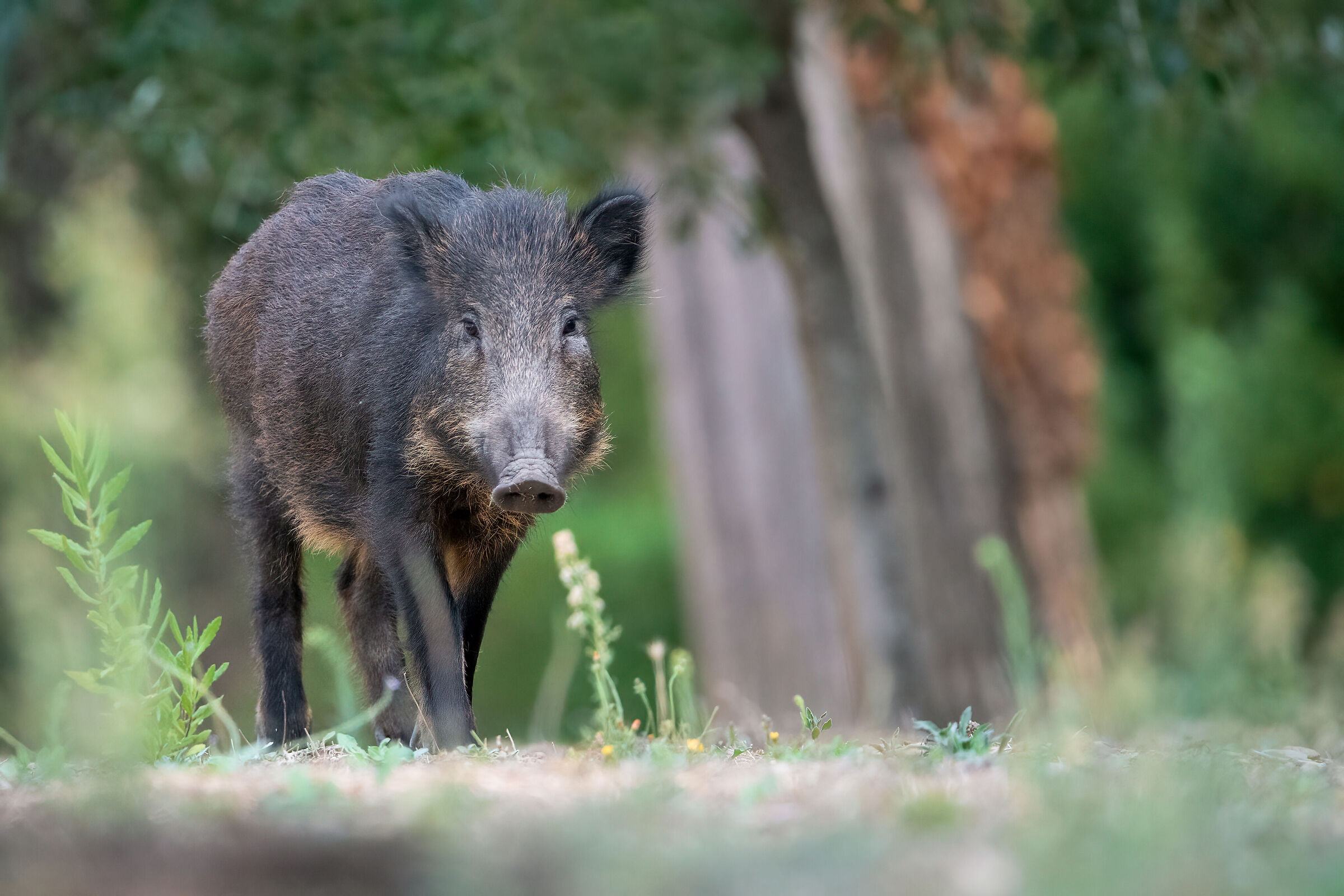 Young Boar - Tuscany October 2023...