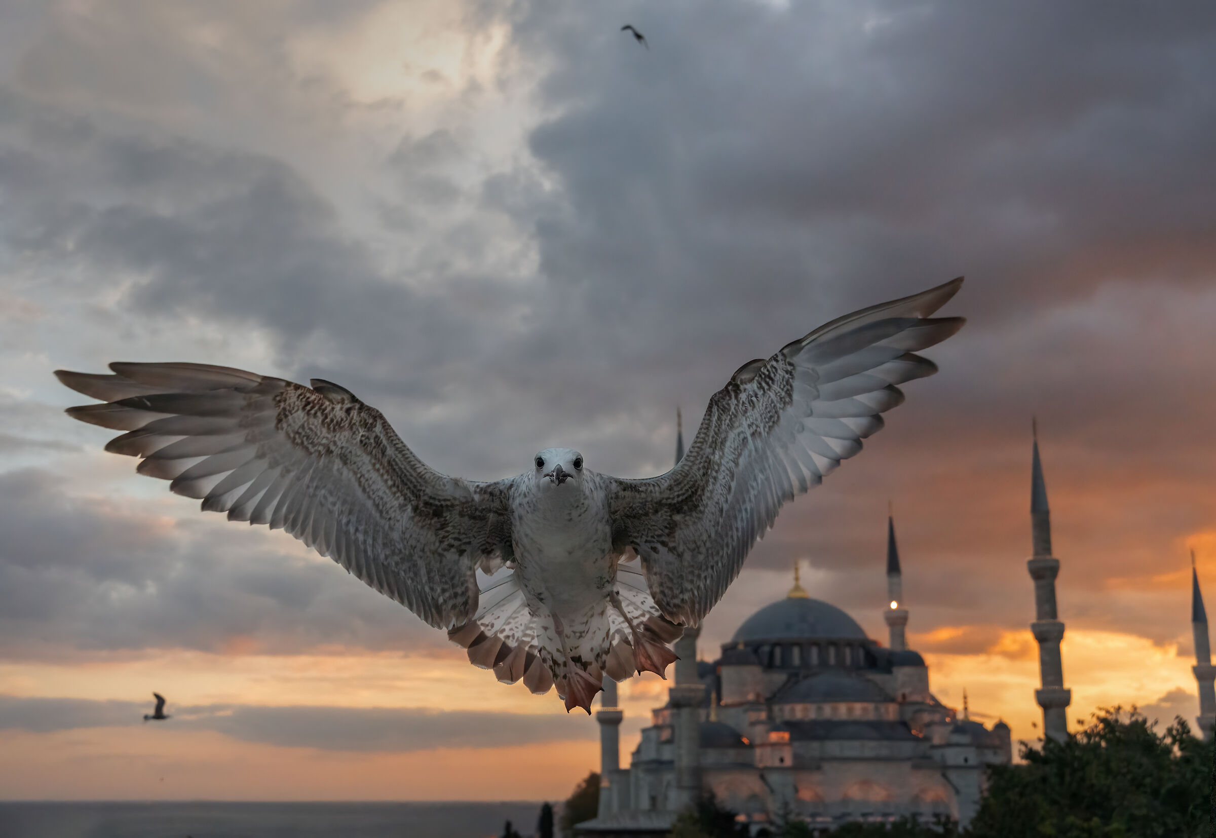 Seagull and Blue Mosque...