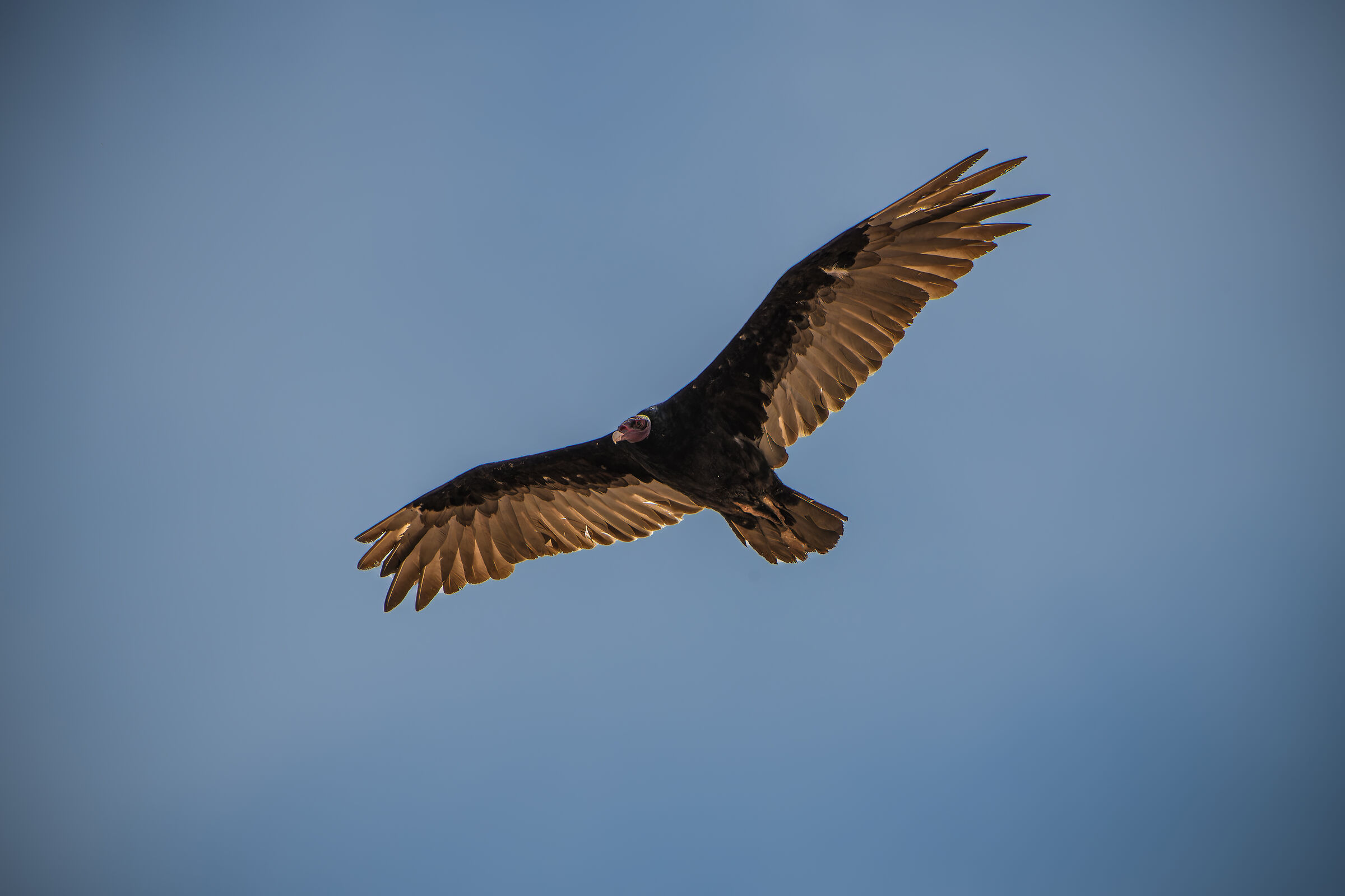 Red-headed vulture...
