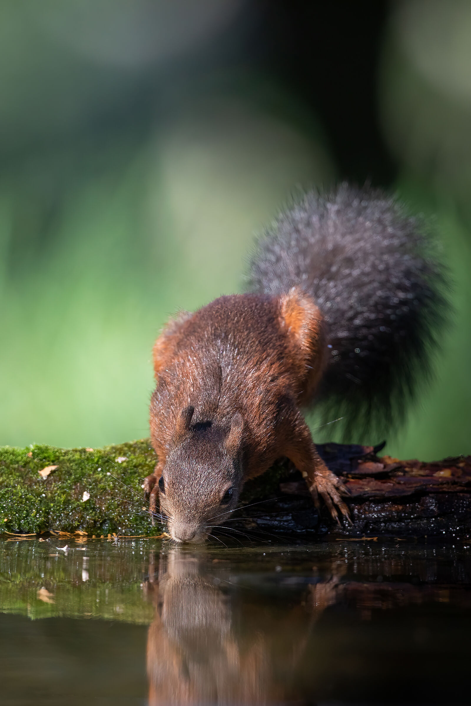 Squirrel in watering...