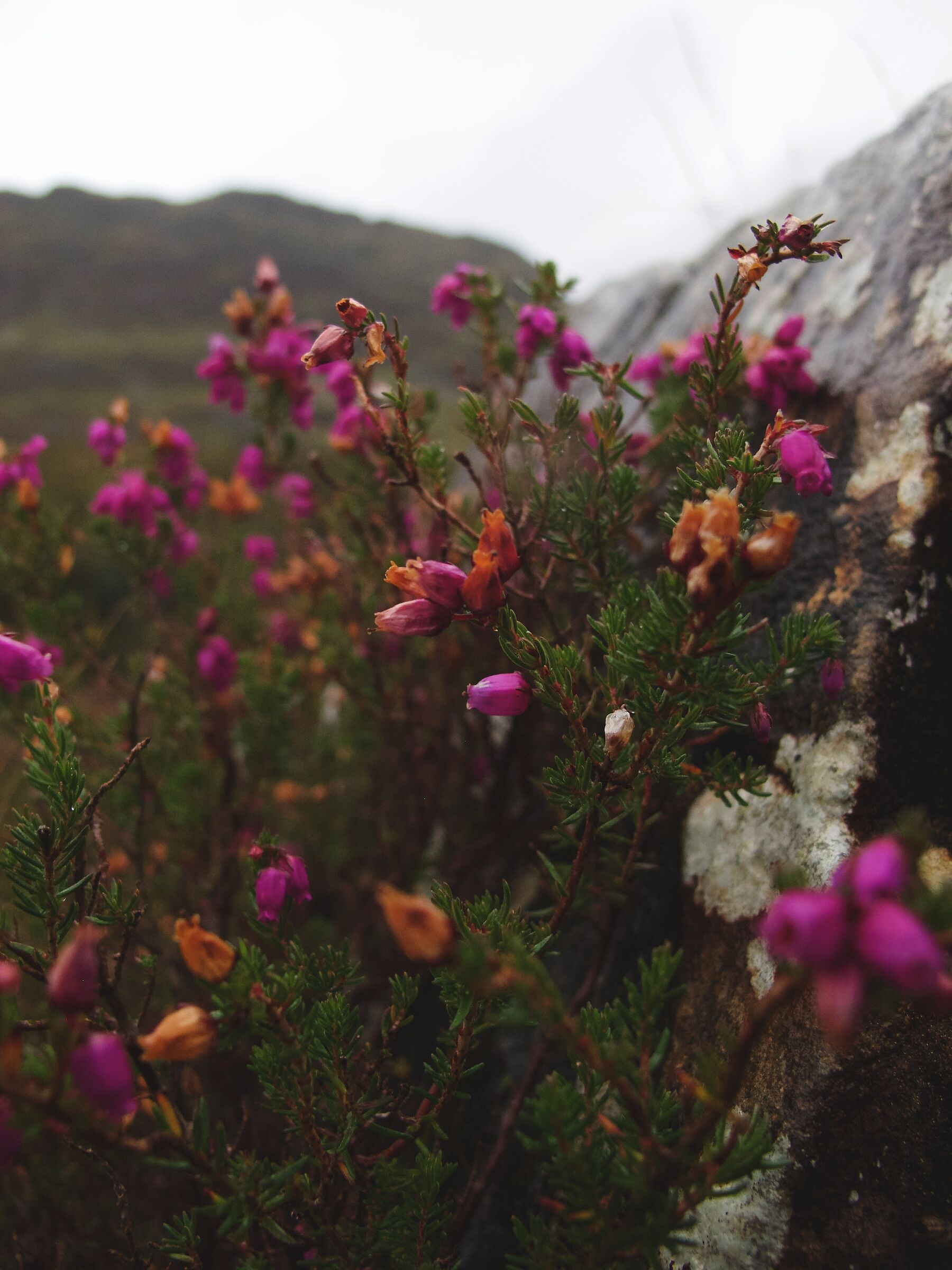 The Wee Enchanting Heather...