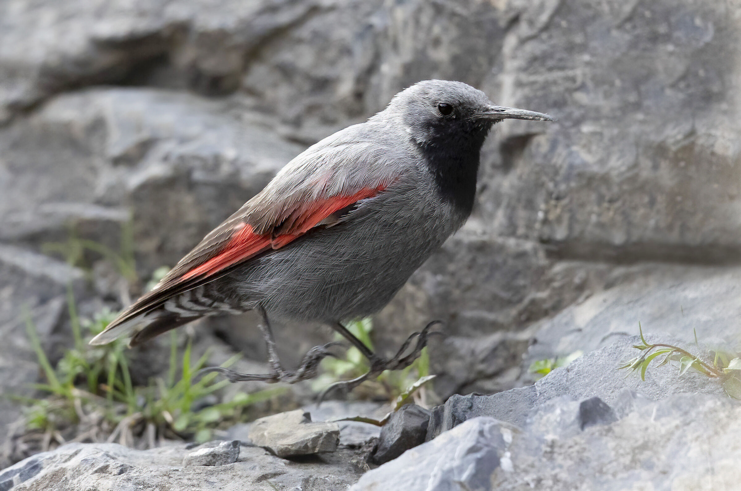 Jump with me! Wallcreeper...