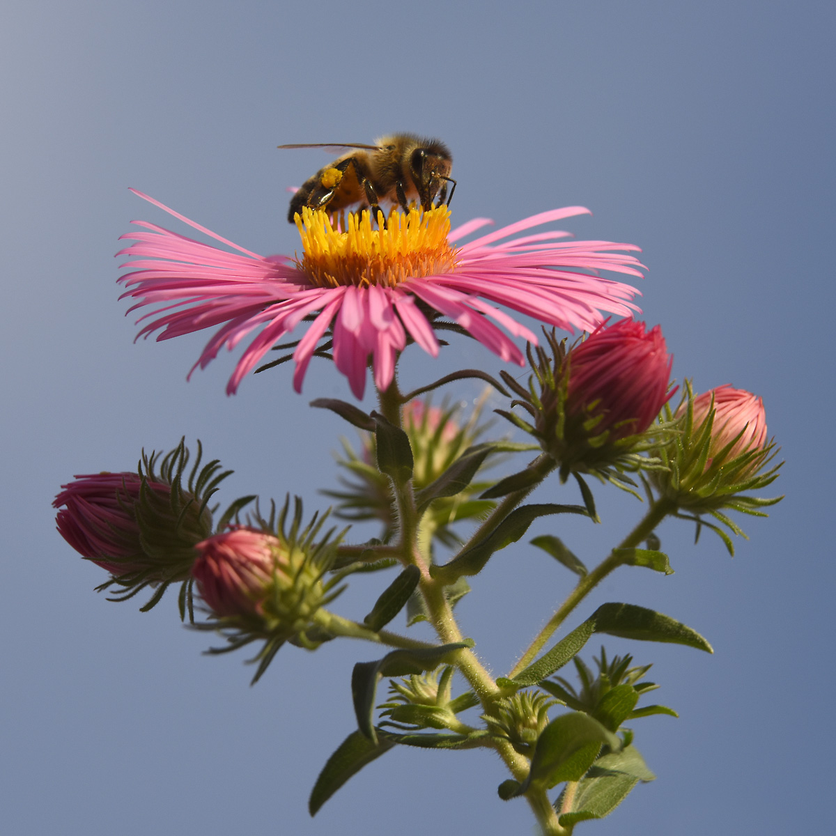 Bee on Settembrini in the garden...